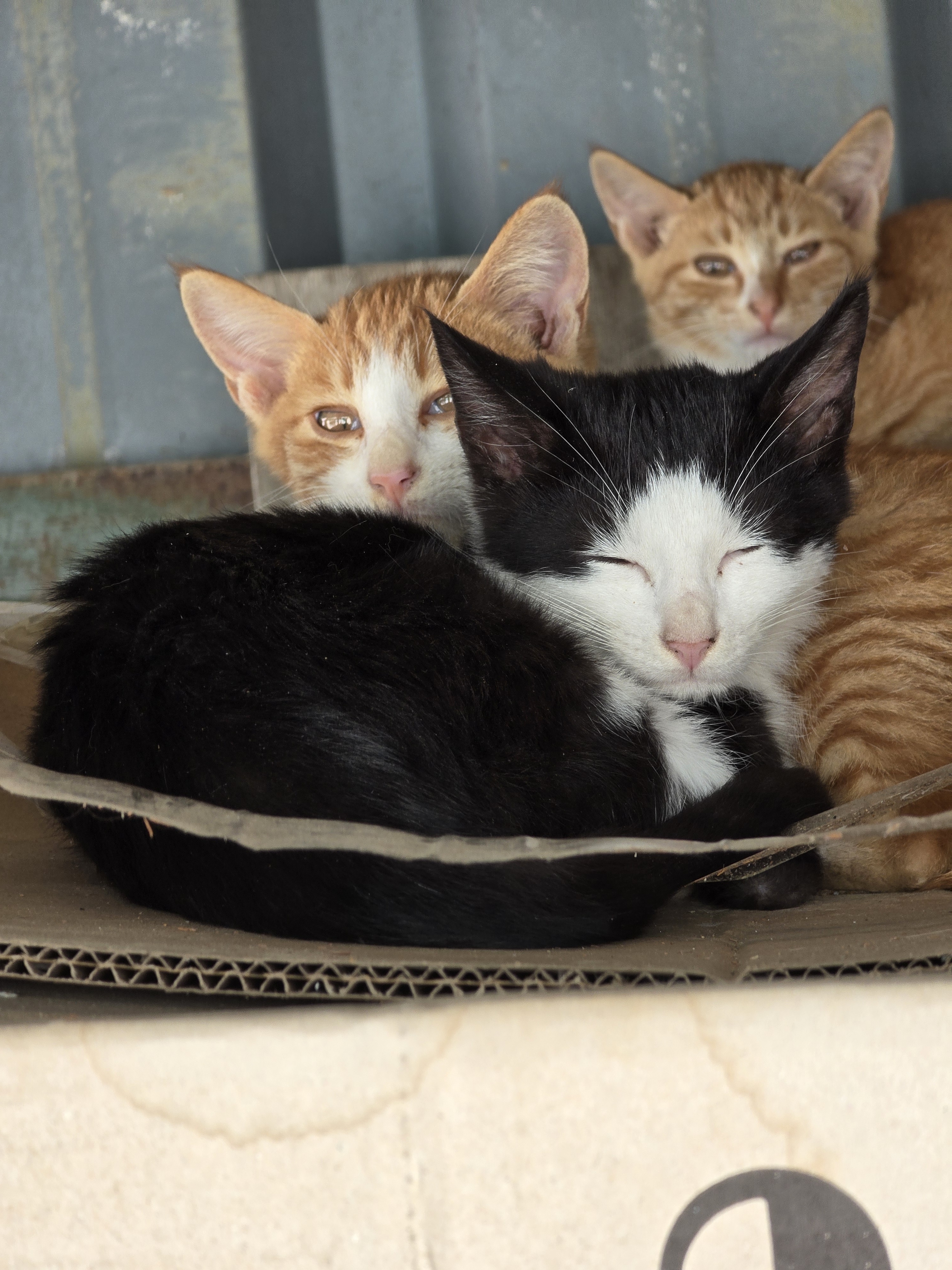 nokbeon.net-총각무&  홍갓 feat.애기 냥이들-8번 이미지