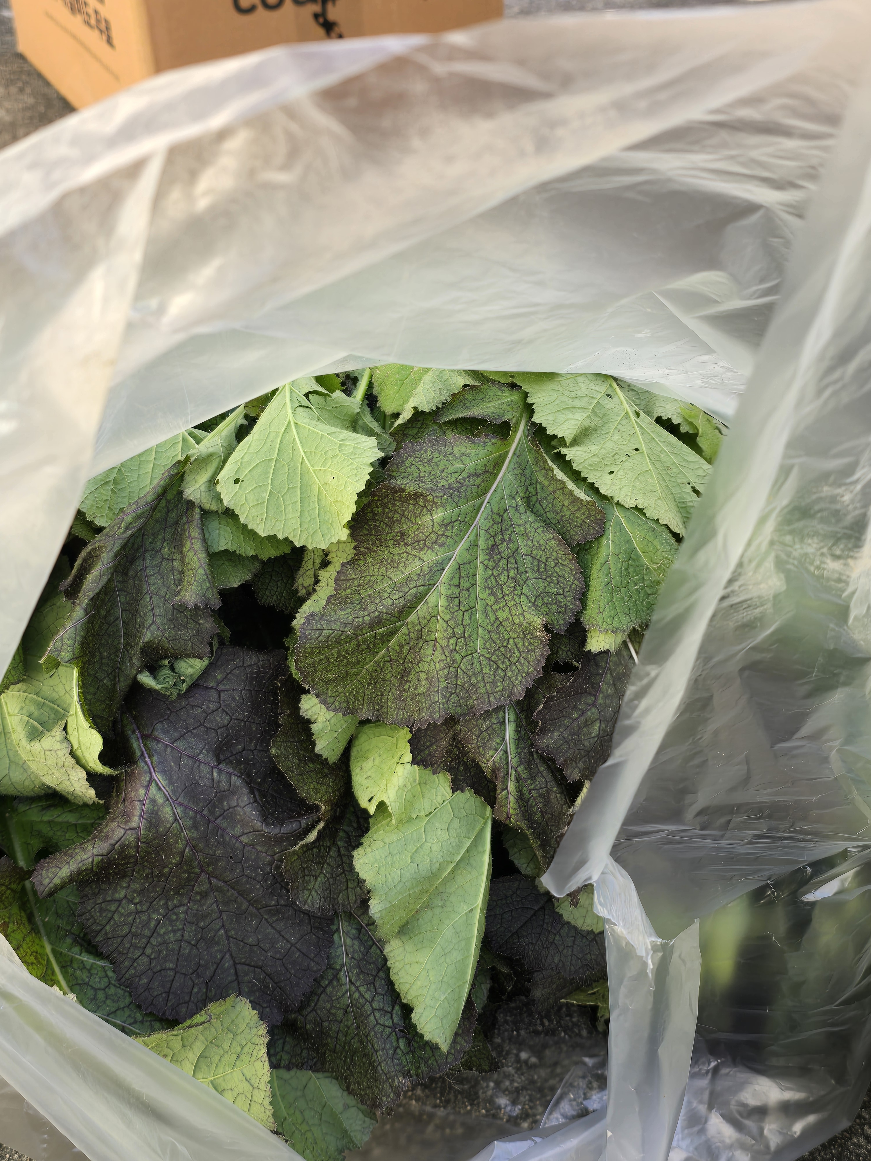 nokbeon.net-총각무&  홍갓 feat.애기 냥이들-6번 이미지