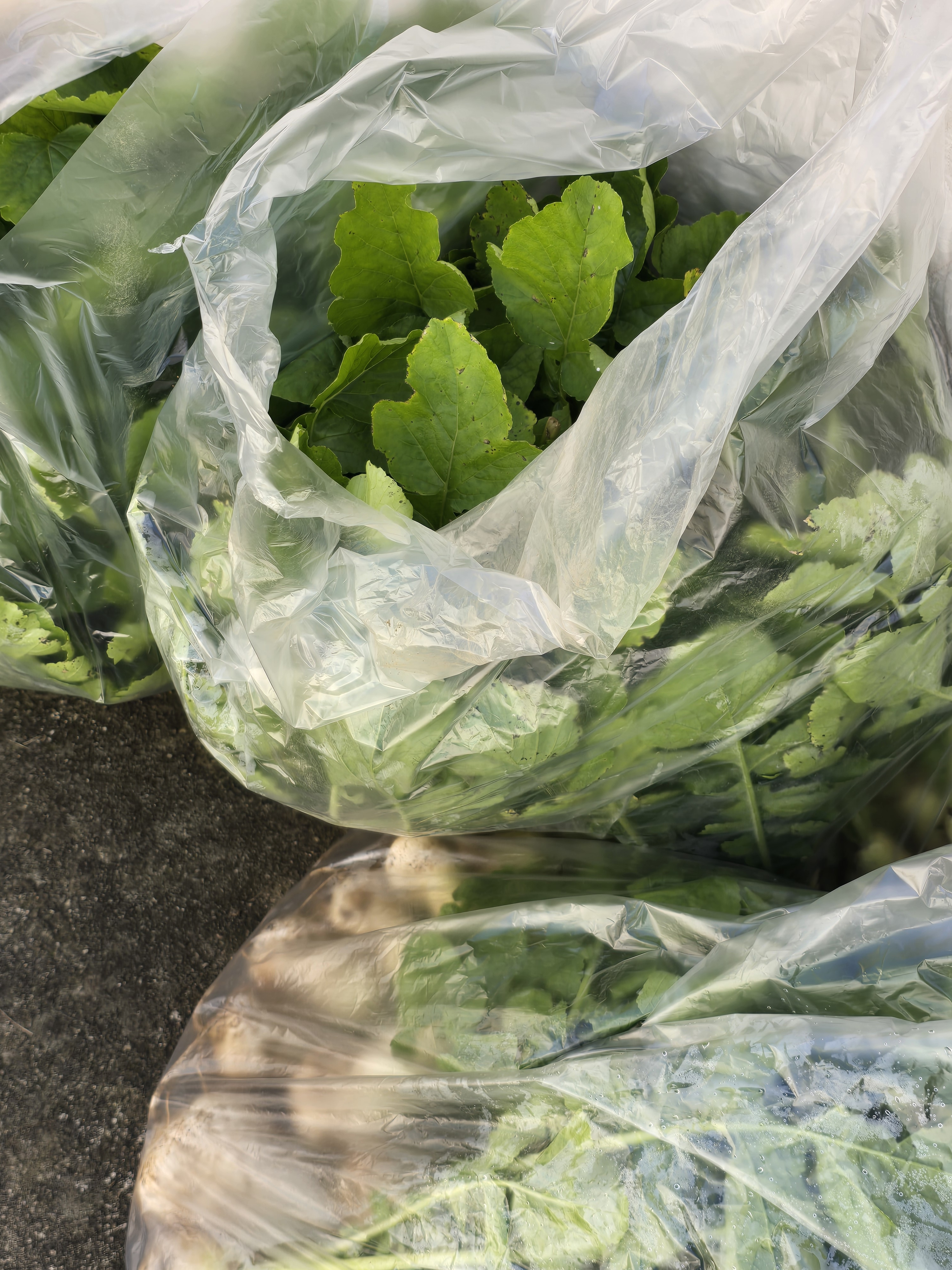 nokbeon.net-총각무&  홍갓 feat.애기 냥이들-4번 이미지