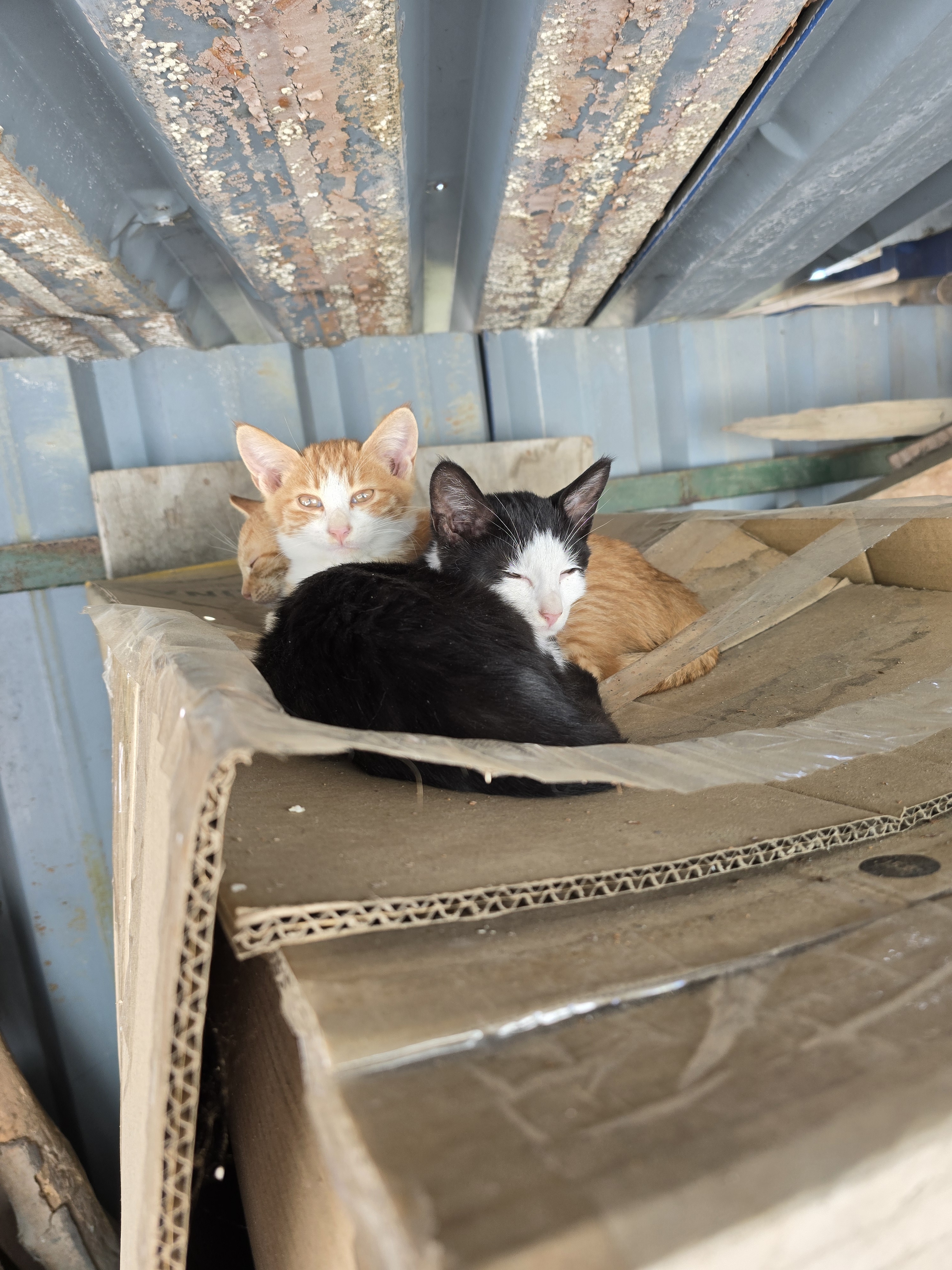 nokbeon.net-총각무&  홍갓 feat.애기 냥이들-10번 이미지