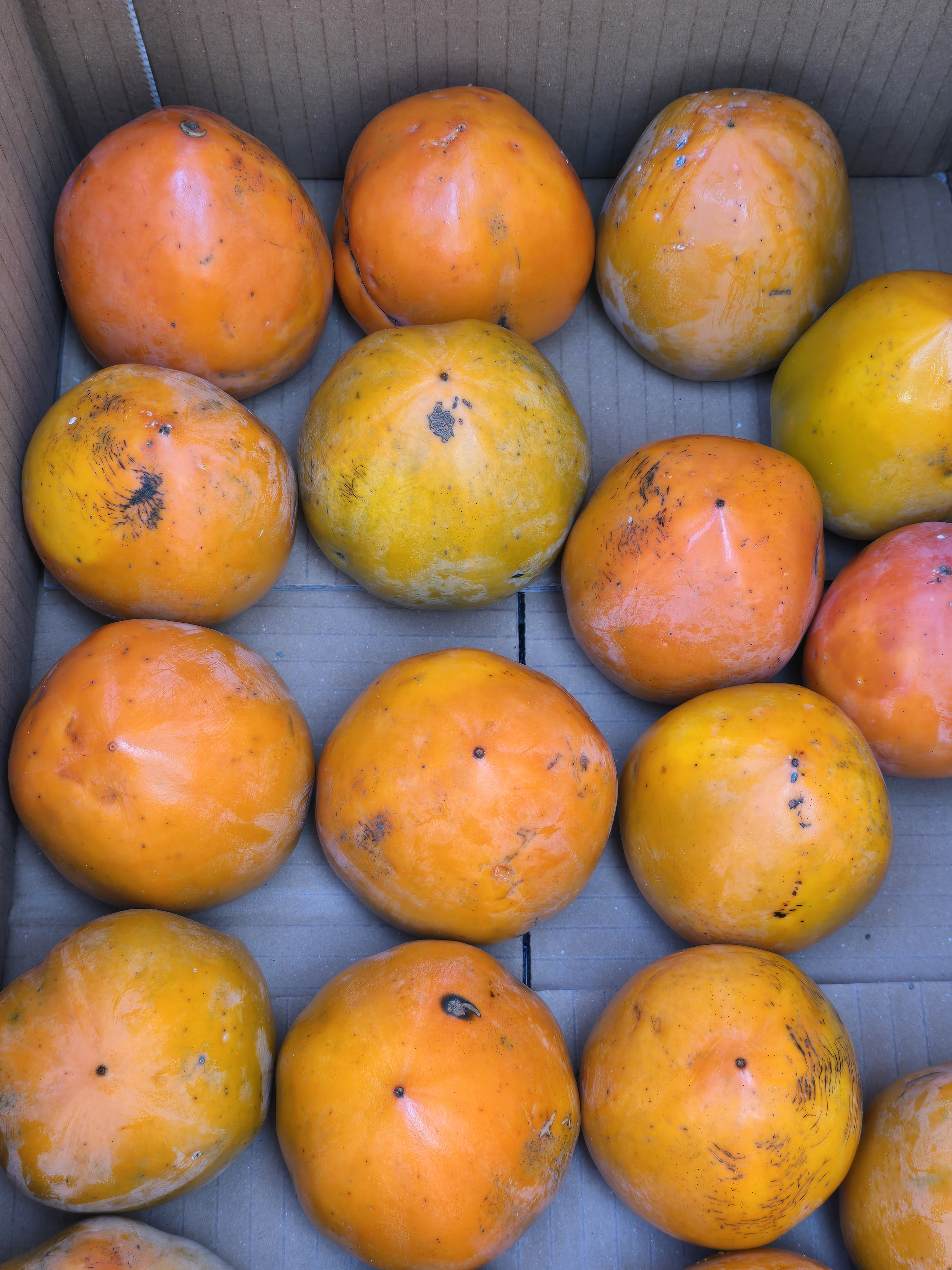 nokbeon.net-총각무&  홍갓 feat.애기 냥이들-7번 이미지