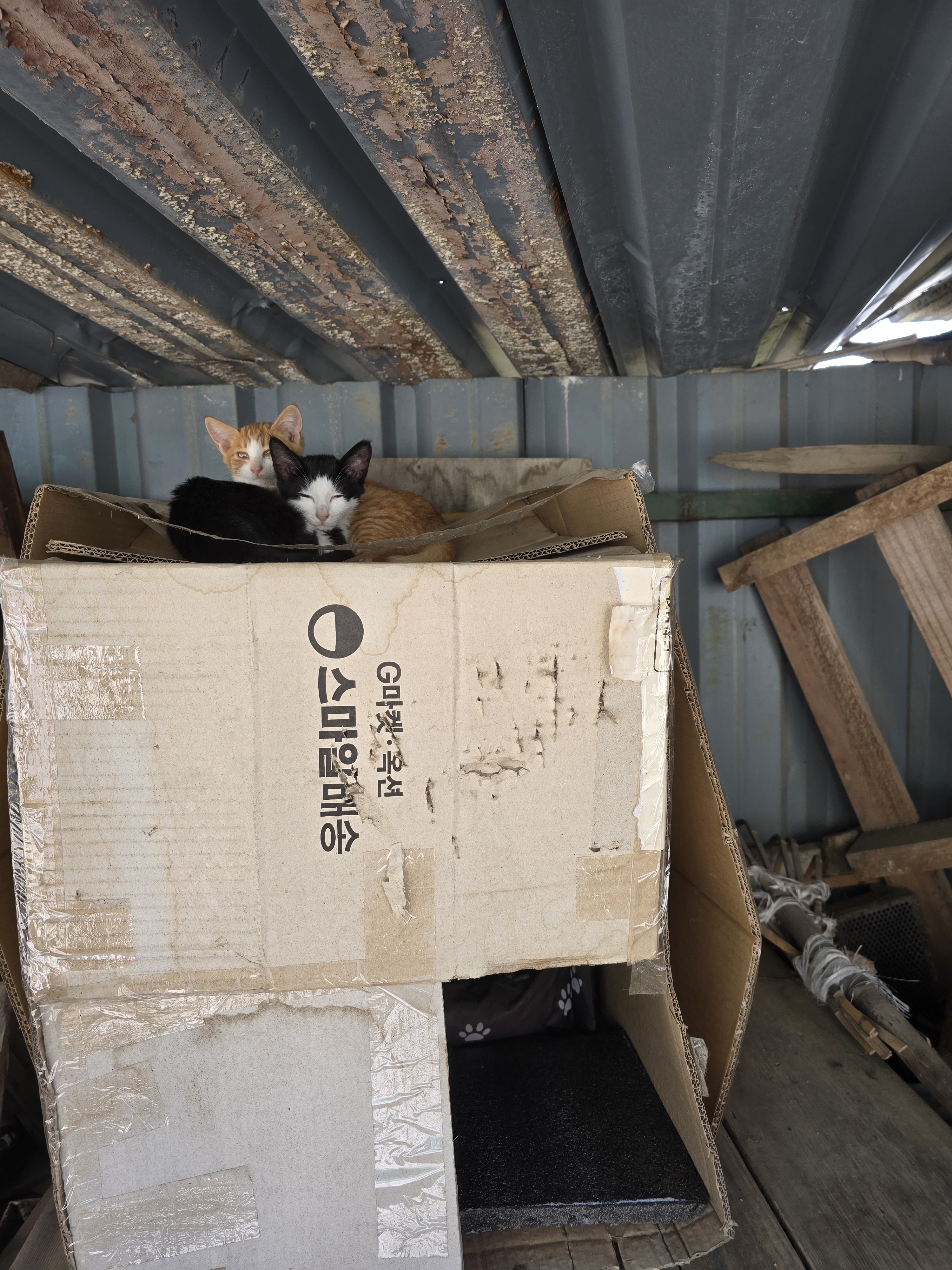 nokbeon.net-총각무&  홍갓 feat.애기 냥이들-12번 이미지