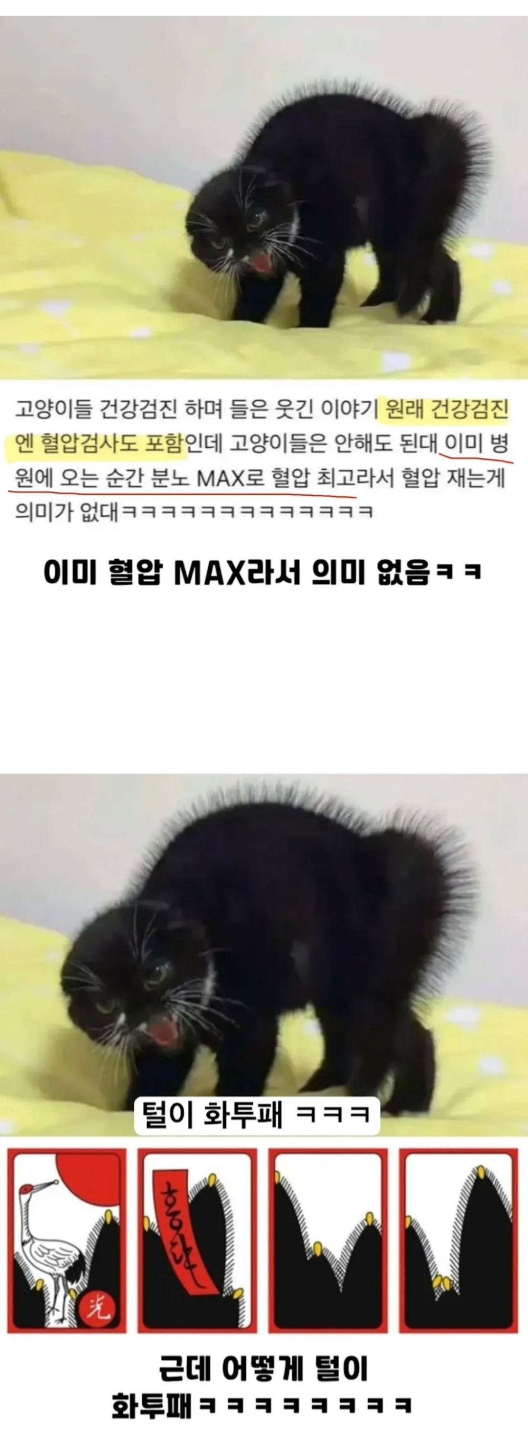 썸네일-고양이 혈압을 안 재는 이유-이미지