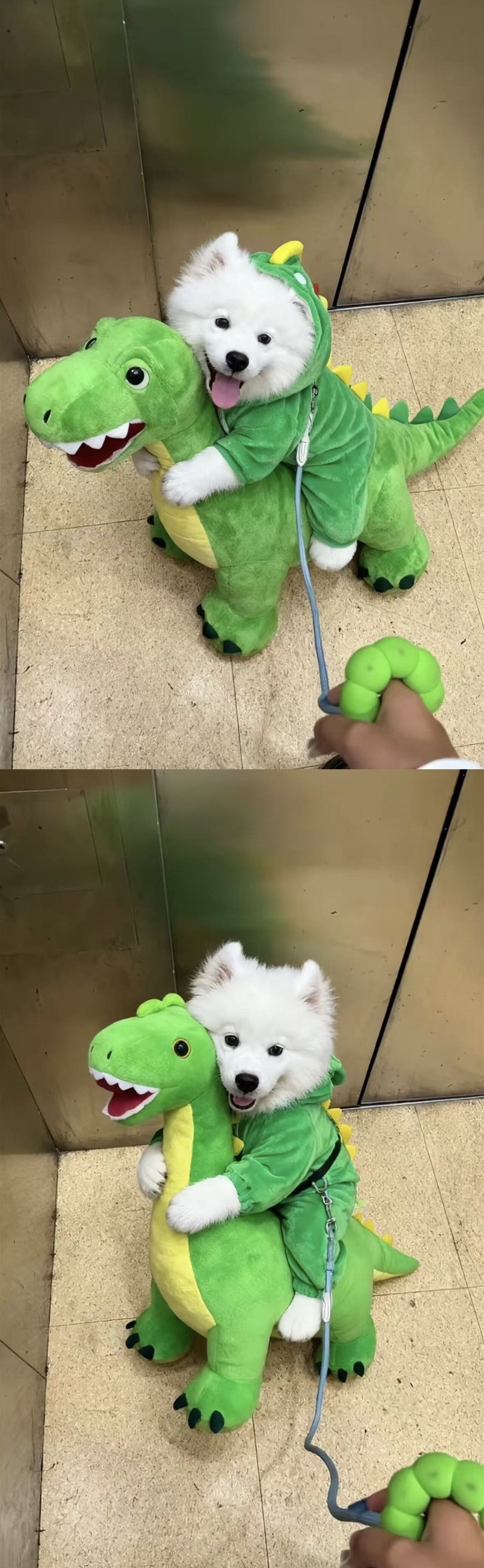 썸네일-공룡을 탄 댕댕이.jpg-이미지