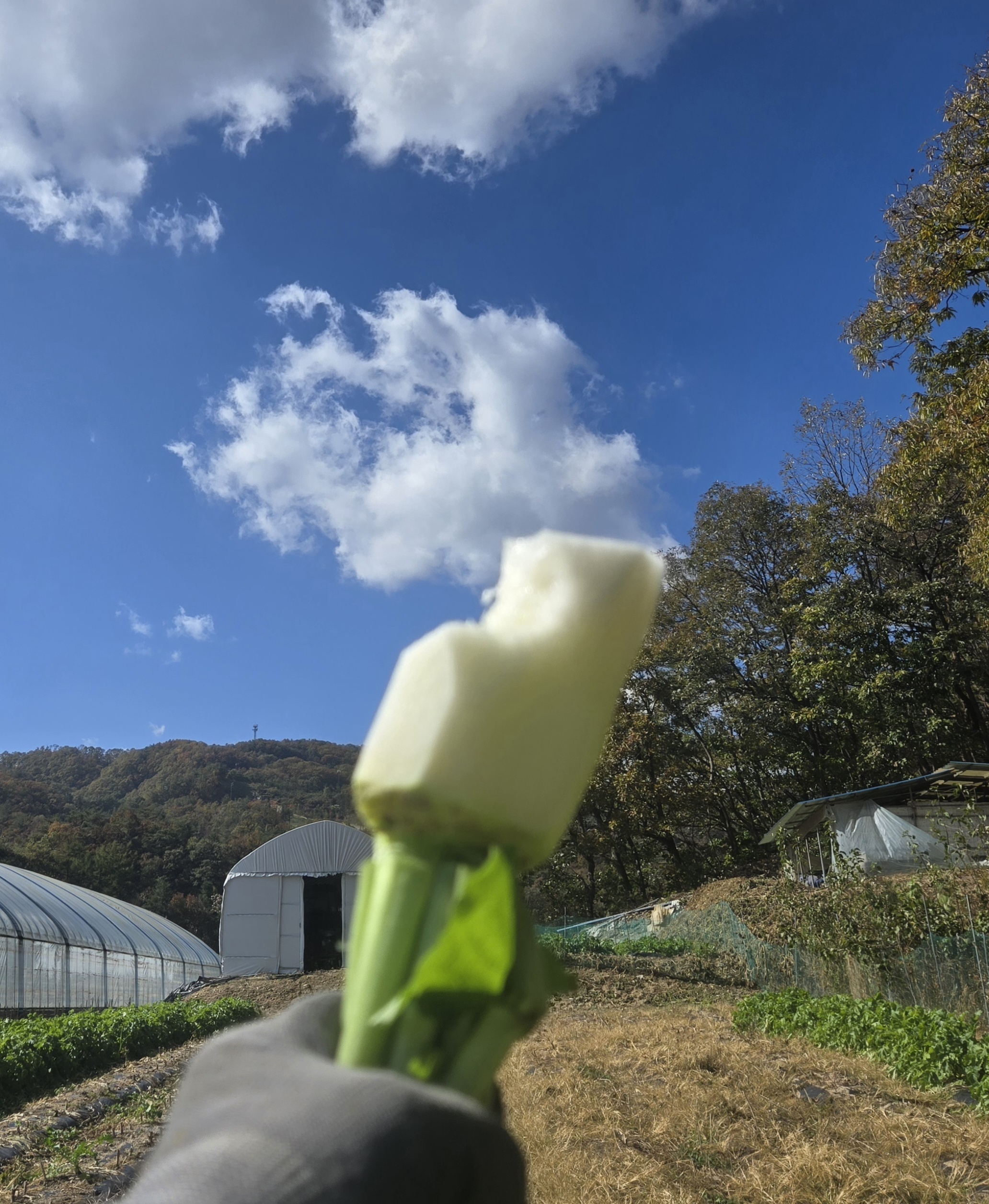 nokbeon.net-가을무 한입 하실래요?-5번 이미지