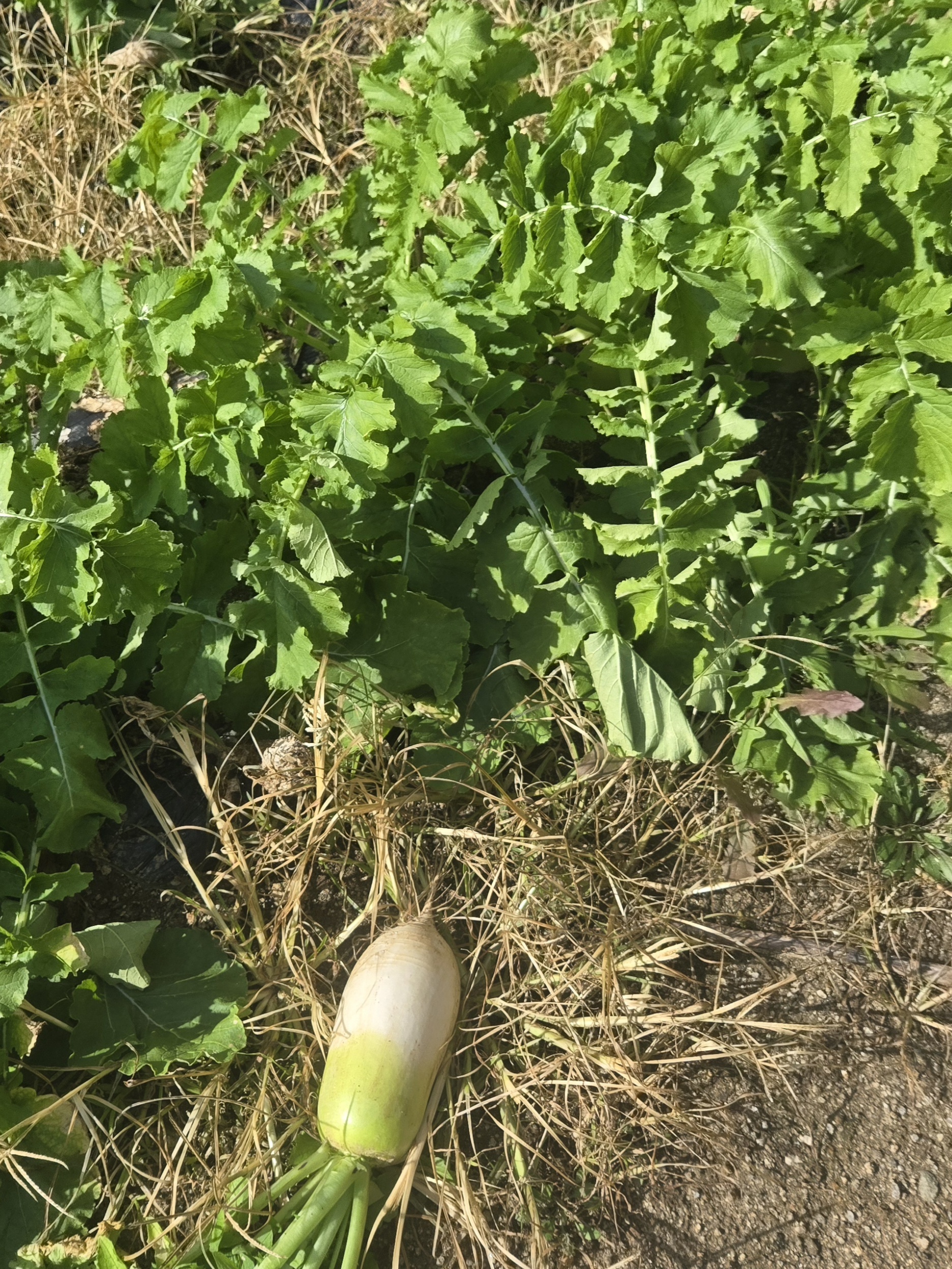 nokbeon.net-가을무 한입 하실래요?-2번 이미지