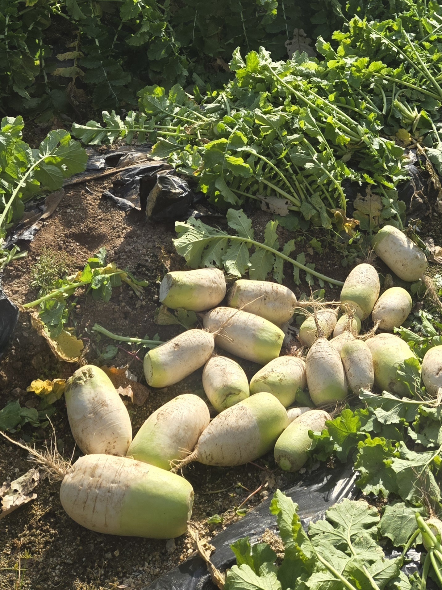 nokbeon.net-가을무 한입 하실래요?-3번 이미지