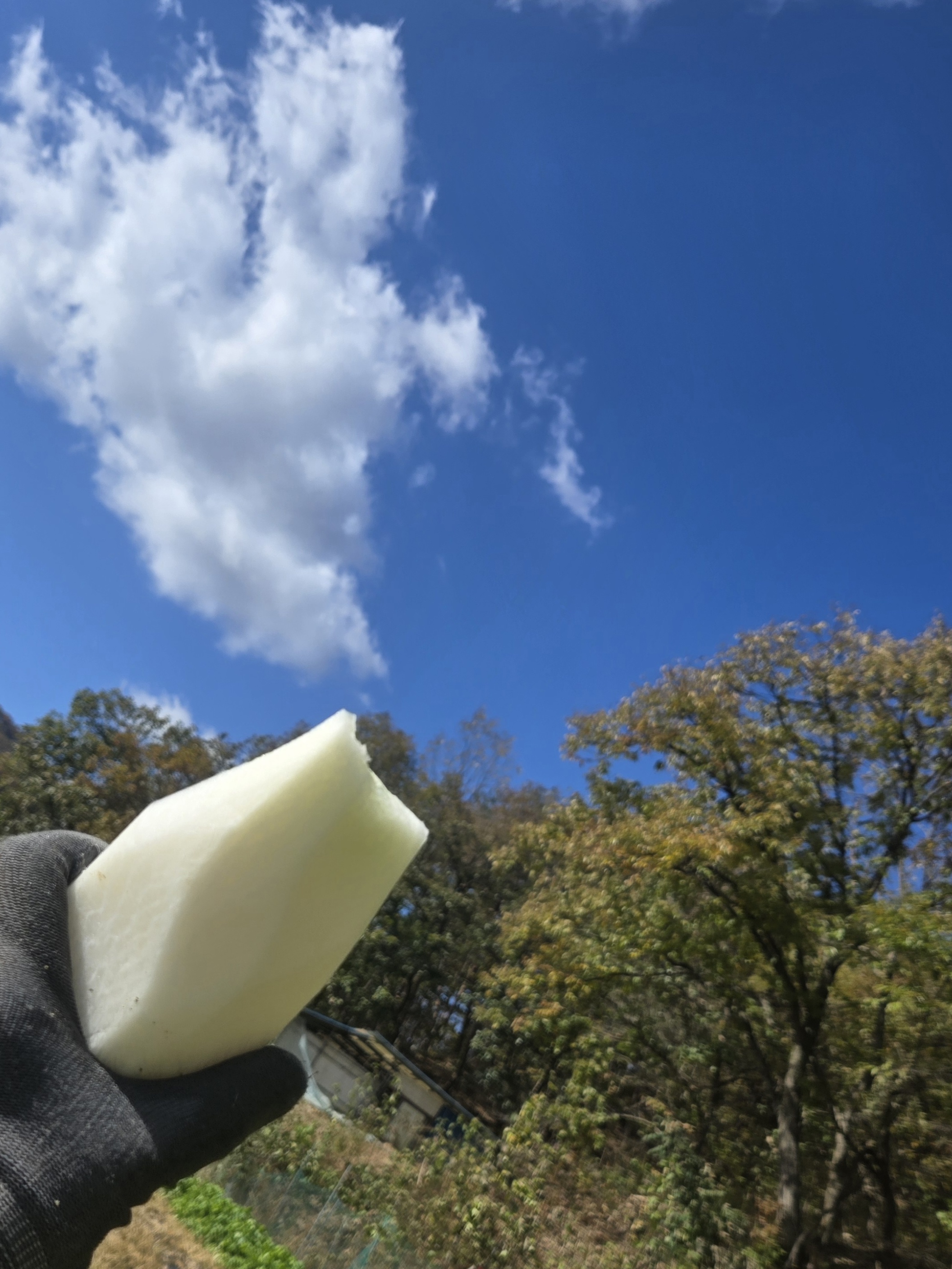 nokbeon.net-가을무 한입 하실래요?-8번 이미지