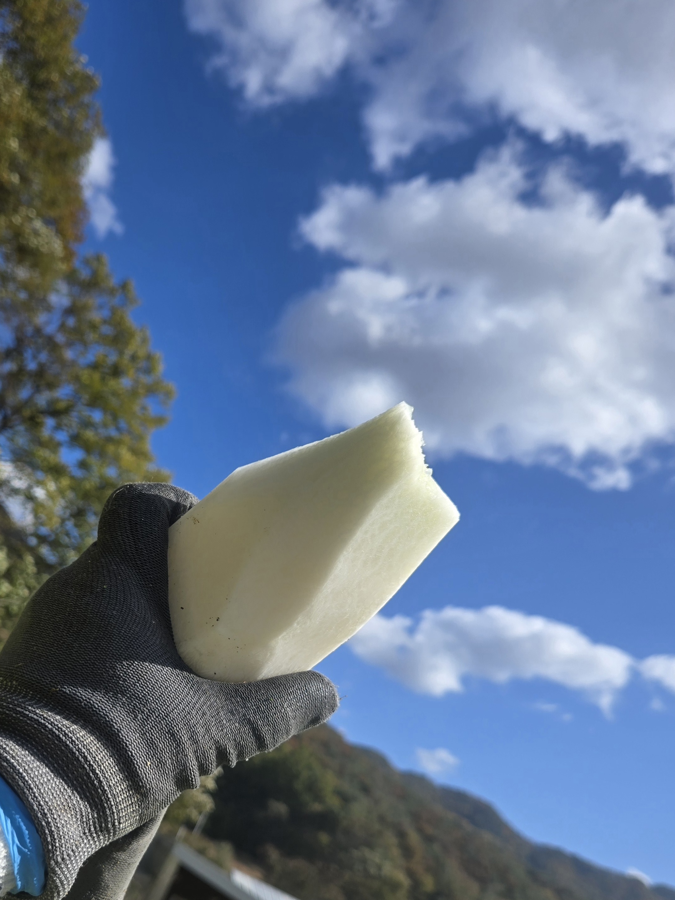 nokbeon.net-가을무 한입 하실래요?-7번 이미지