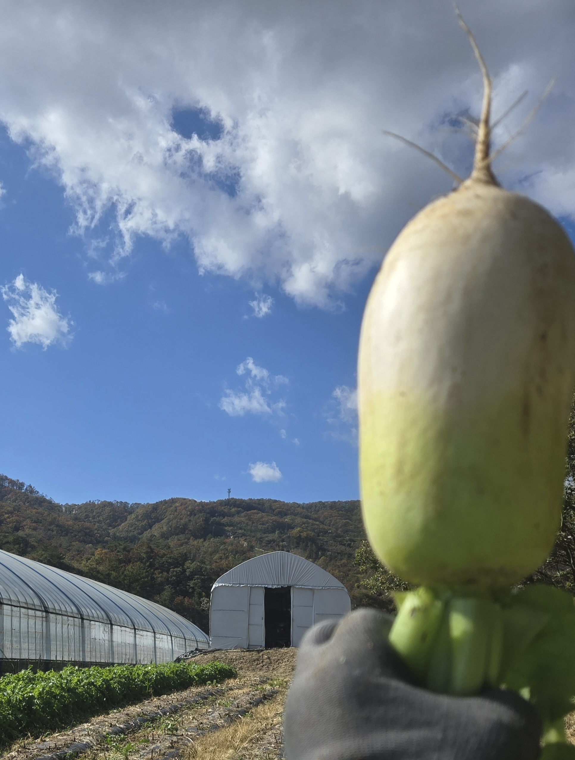 nokbeon.net-가을무 한입 하실래요?-4번 이미지