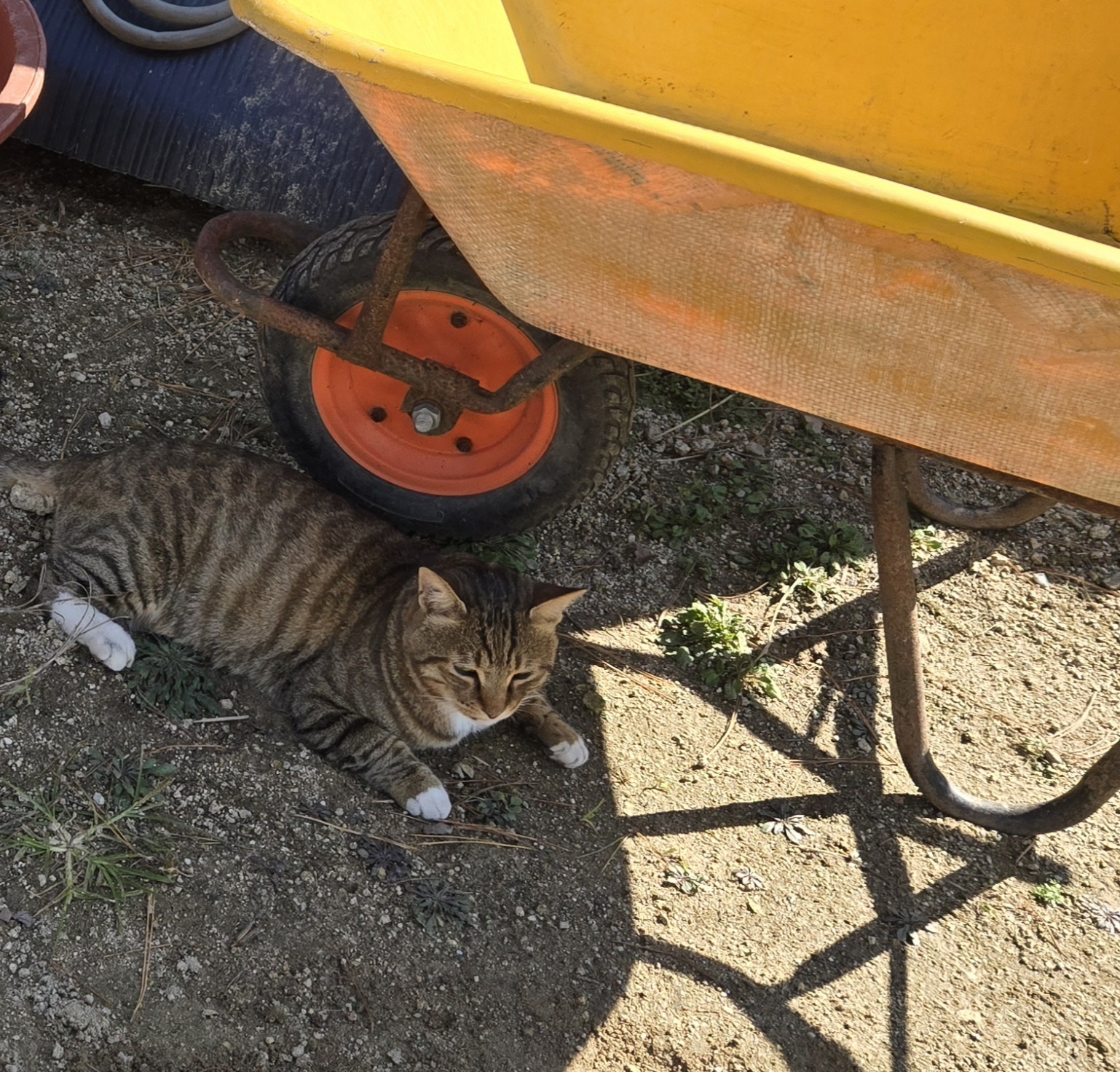 nokbeon.net-가을무 한입 하실래요?-12번 이미지