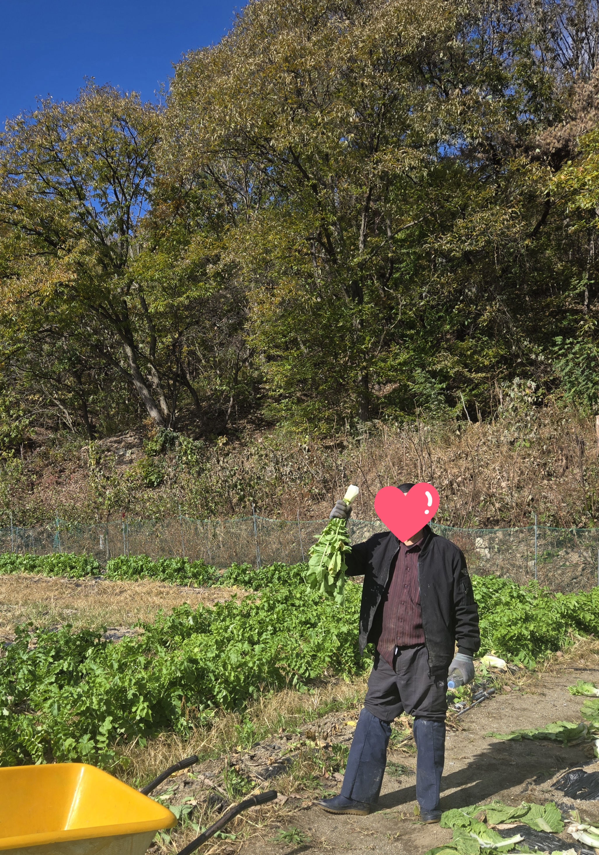 nokbeon.net-가을무 한입 하실래요?-10번 이미지