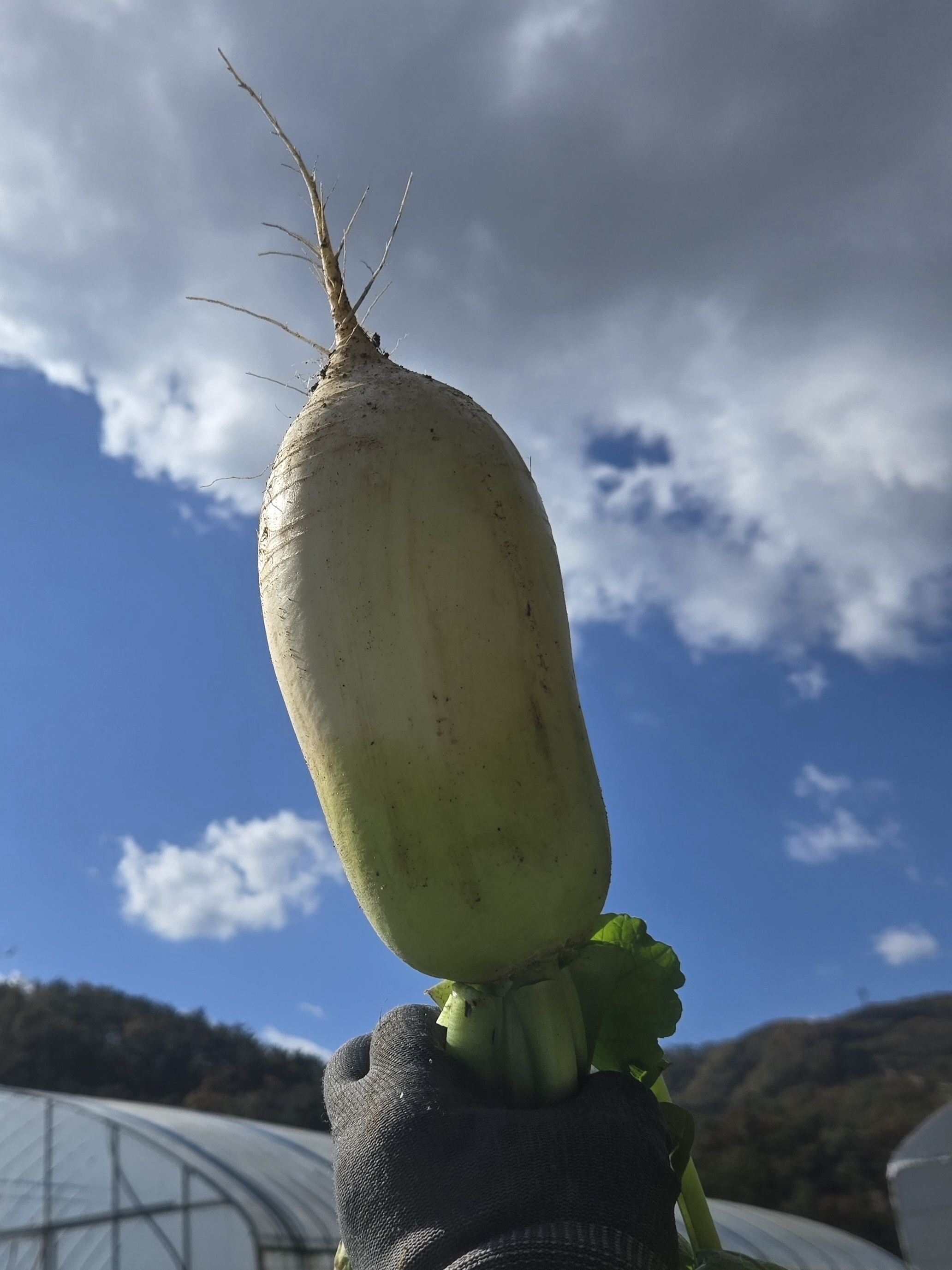 nokbeon.net-가을무 한입 하실래요?-1번 이미지