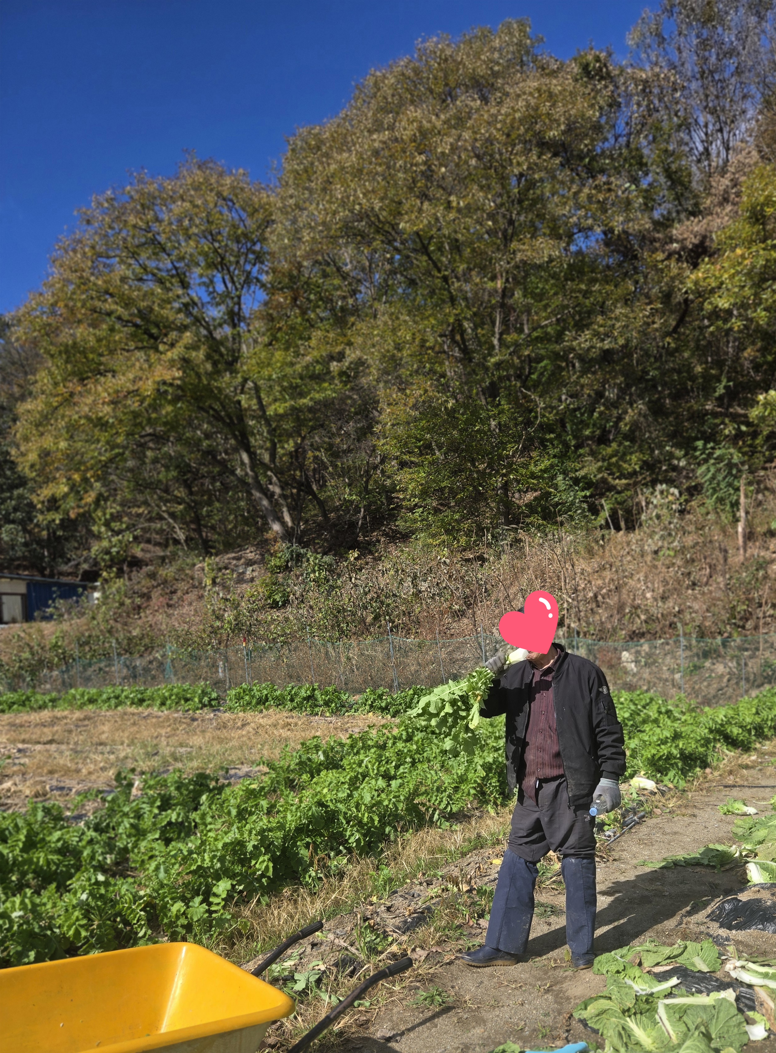 nokbeon.net-가을무 한입 하실래요?-9번 이미지