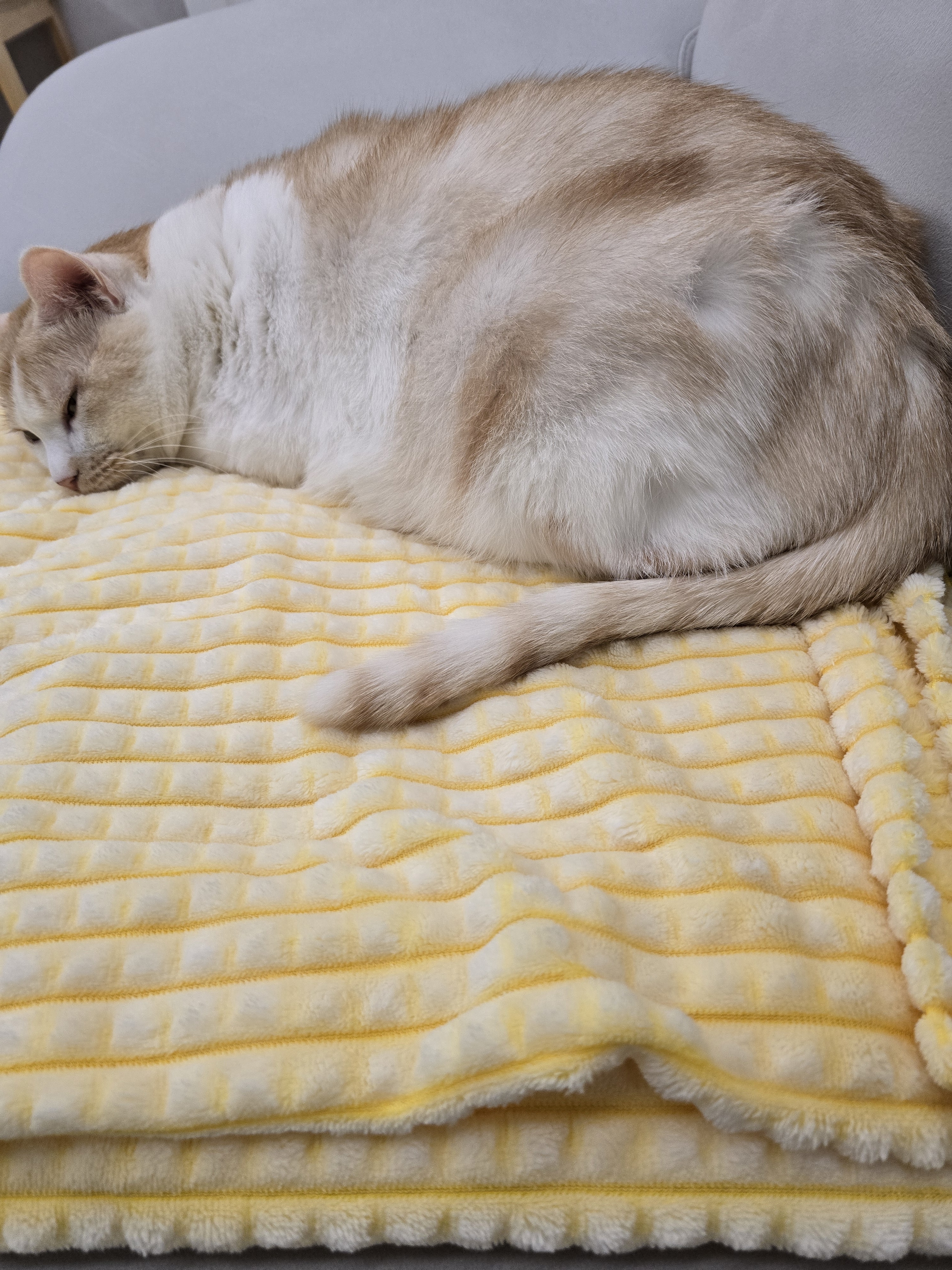 nokbeon.net-털찐 노멀이 집사 손도장 찍기 ???? -2번 이미지