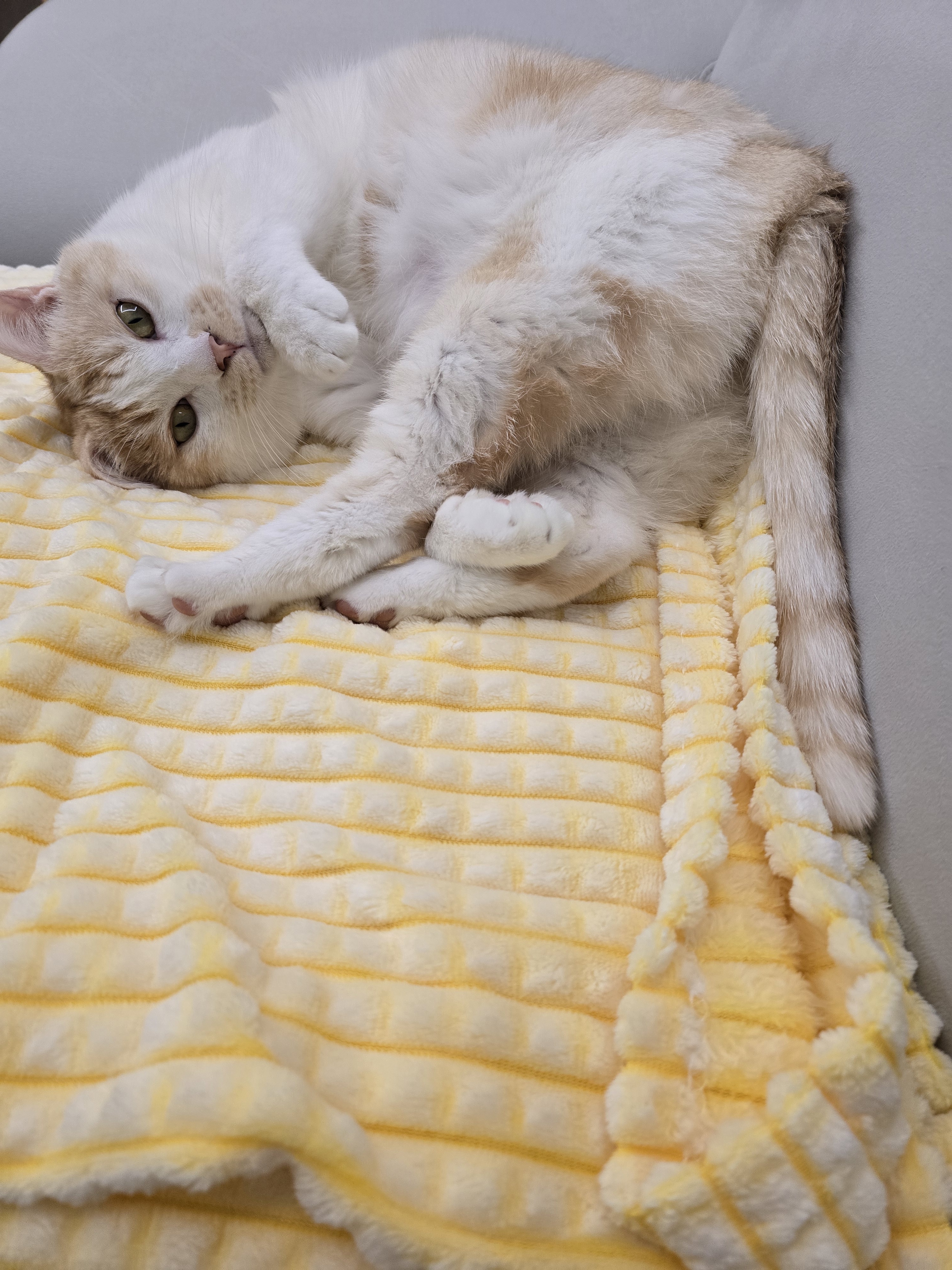 nokbeon.net-털찐 노멀이 집사 손도장 찍기 ???? -5번 이미지