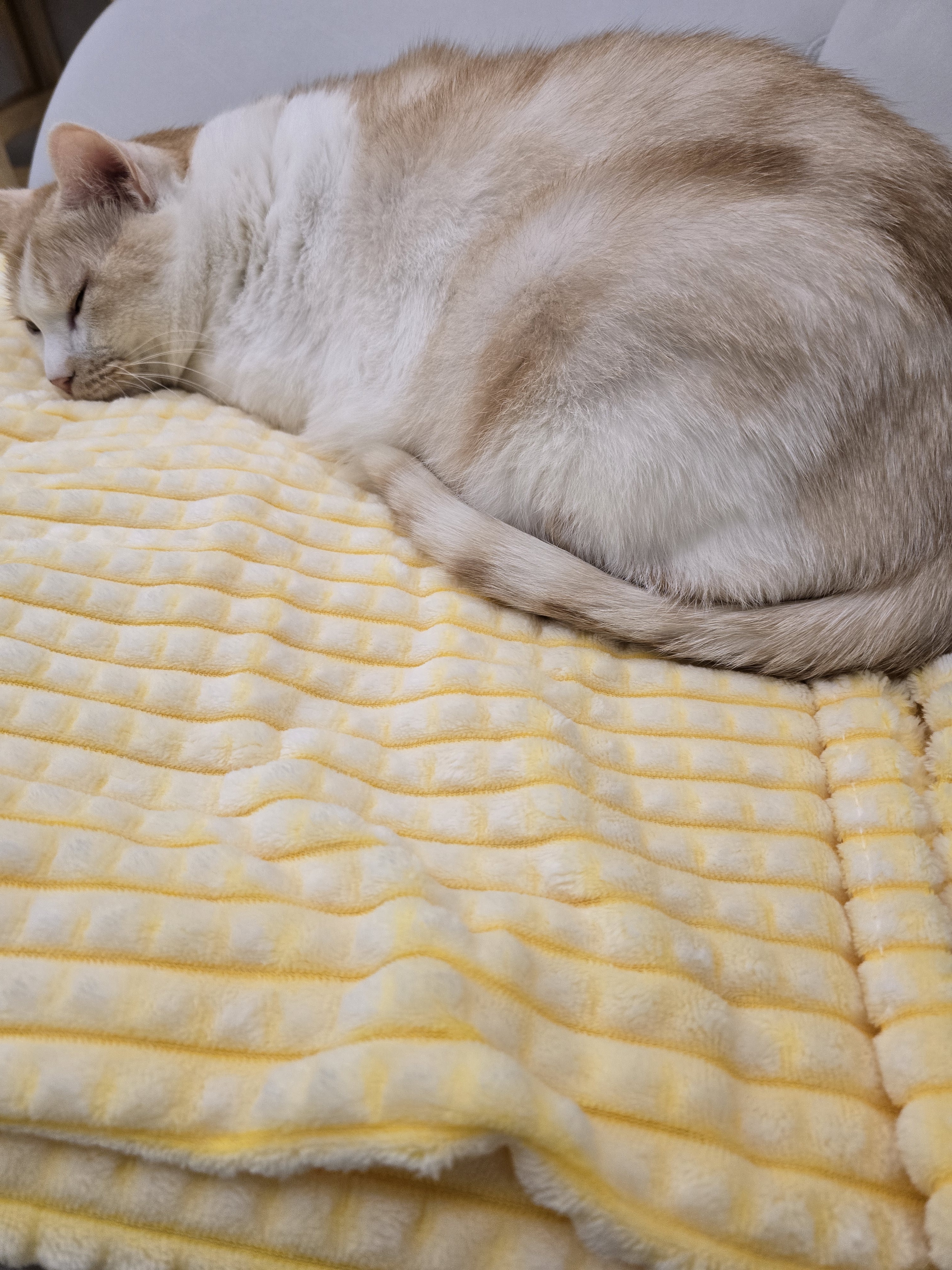 nokbeon.net-털찐 노멀이 집사 손도장 찍기 ???? -1번 이미지