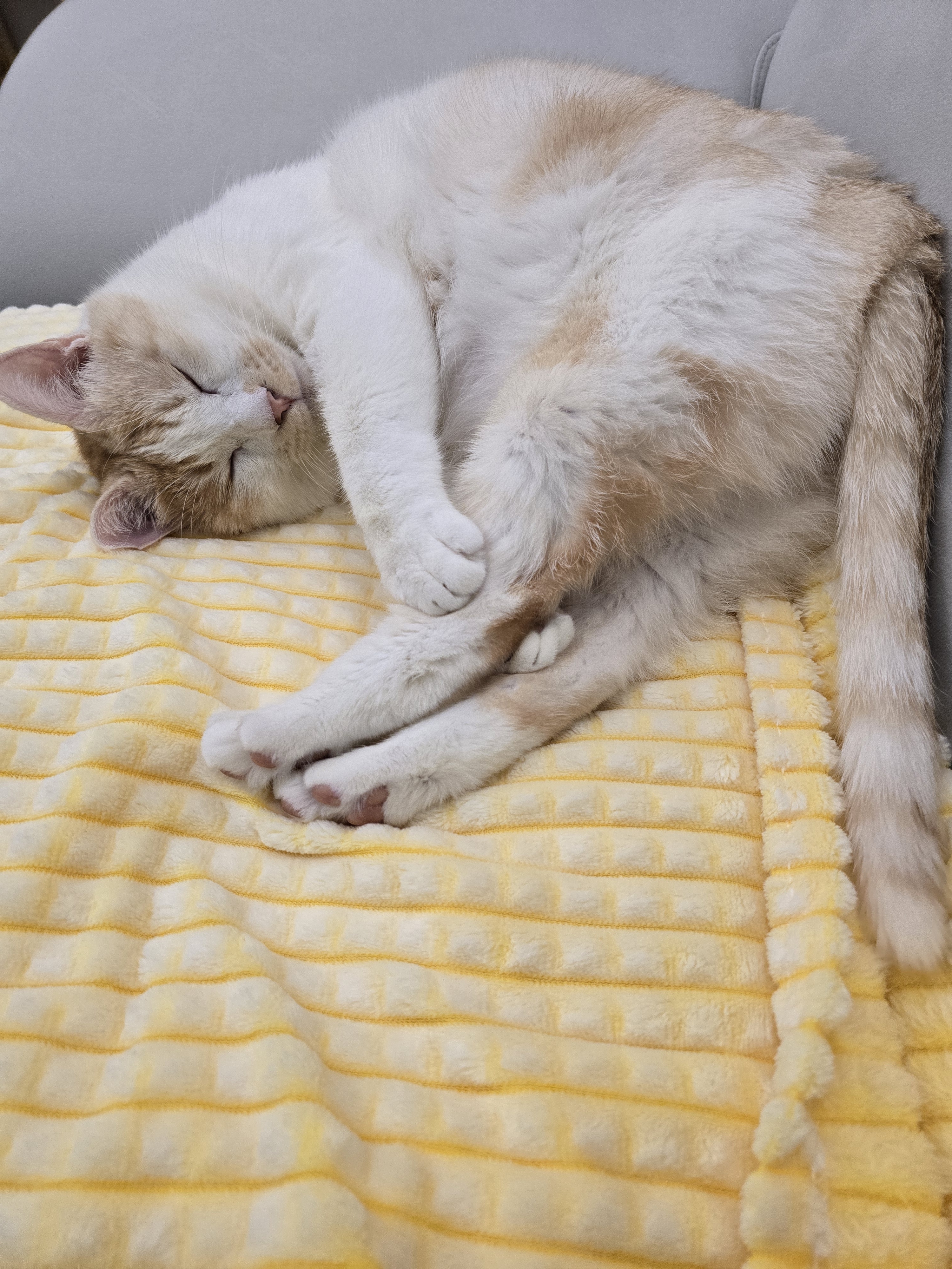 nokbeon.net-털찐 노멀이 집사 손도장 찍기 ???? -7번 이미지