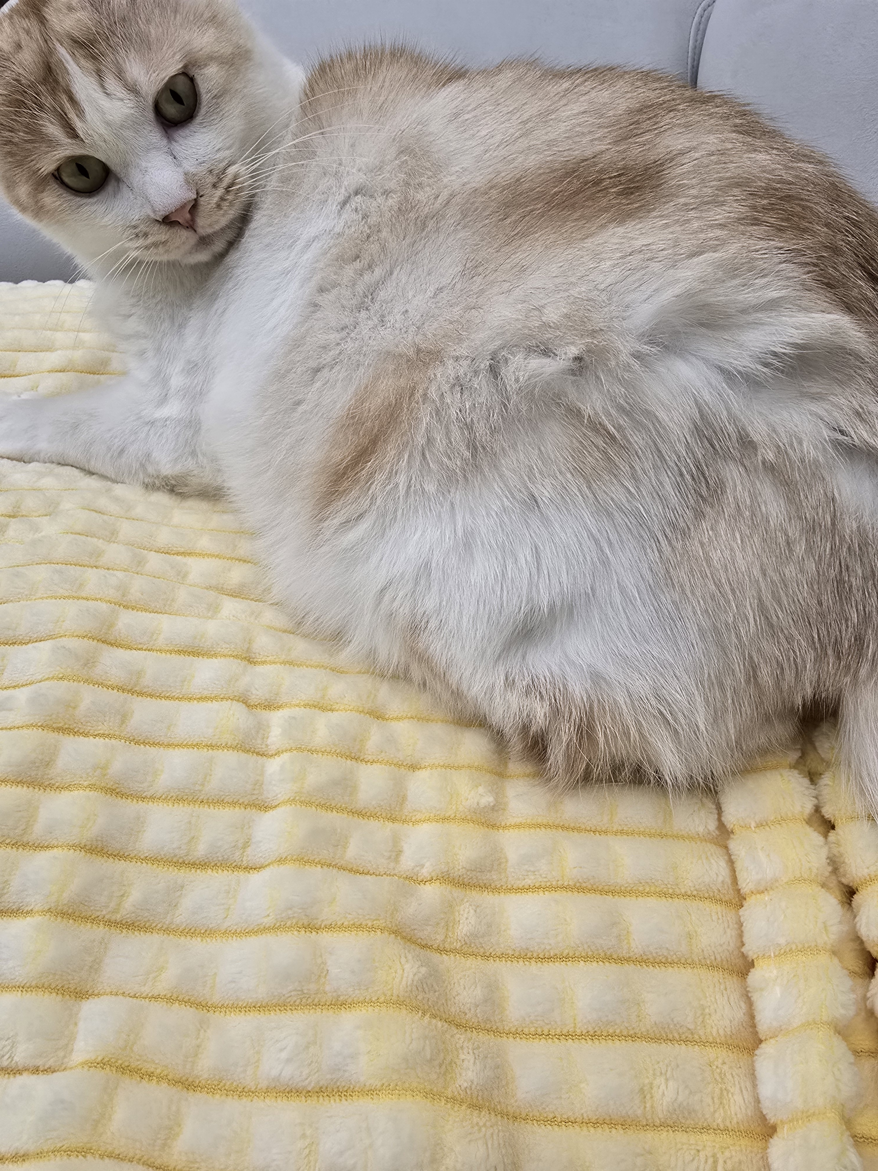 nokbeon.net-털찐 노멀이 집사 손도장 찍기 ???? -4번 이미지