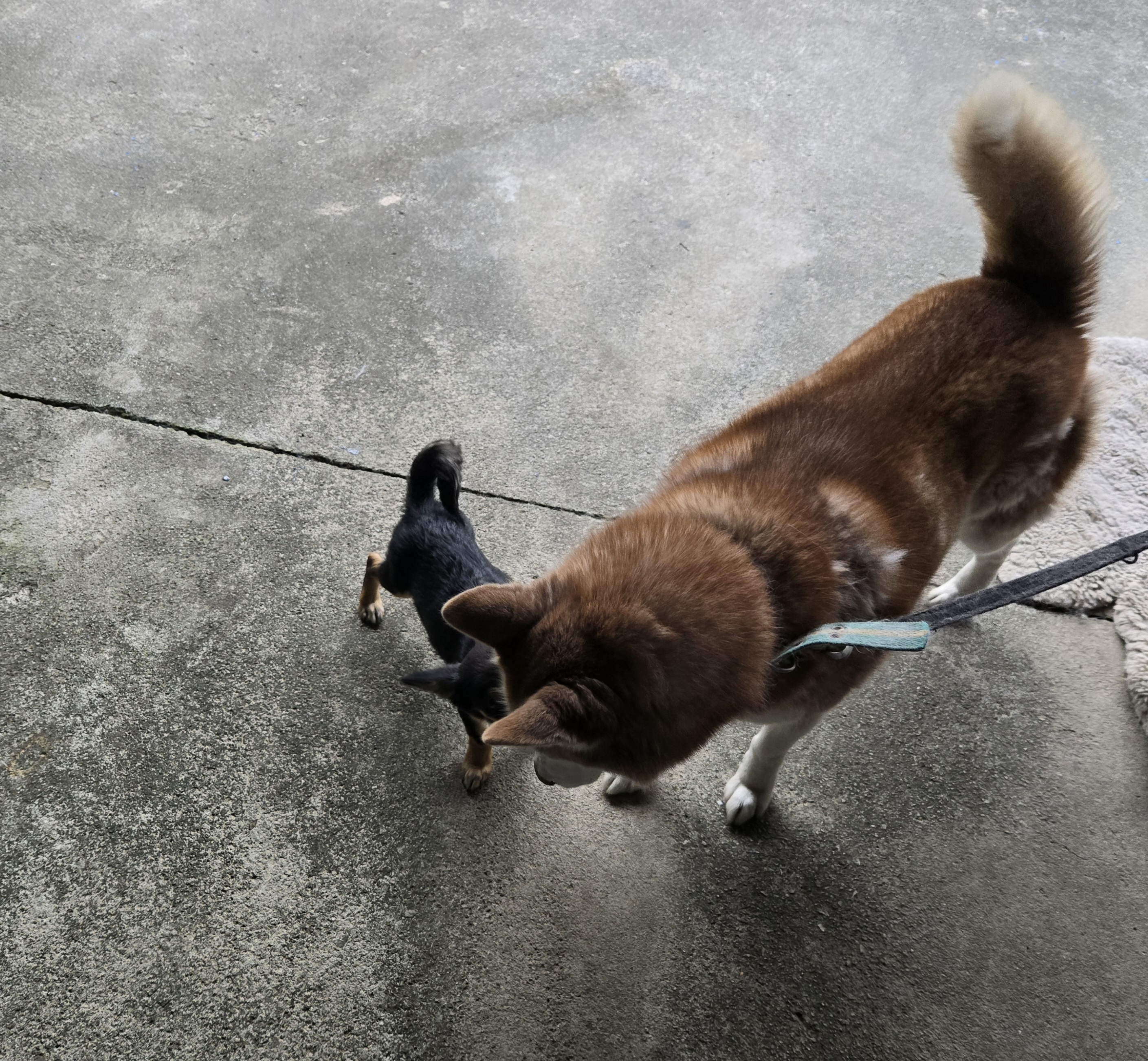 nokbeon.net-유기된 강아지-13번 이미지