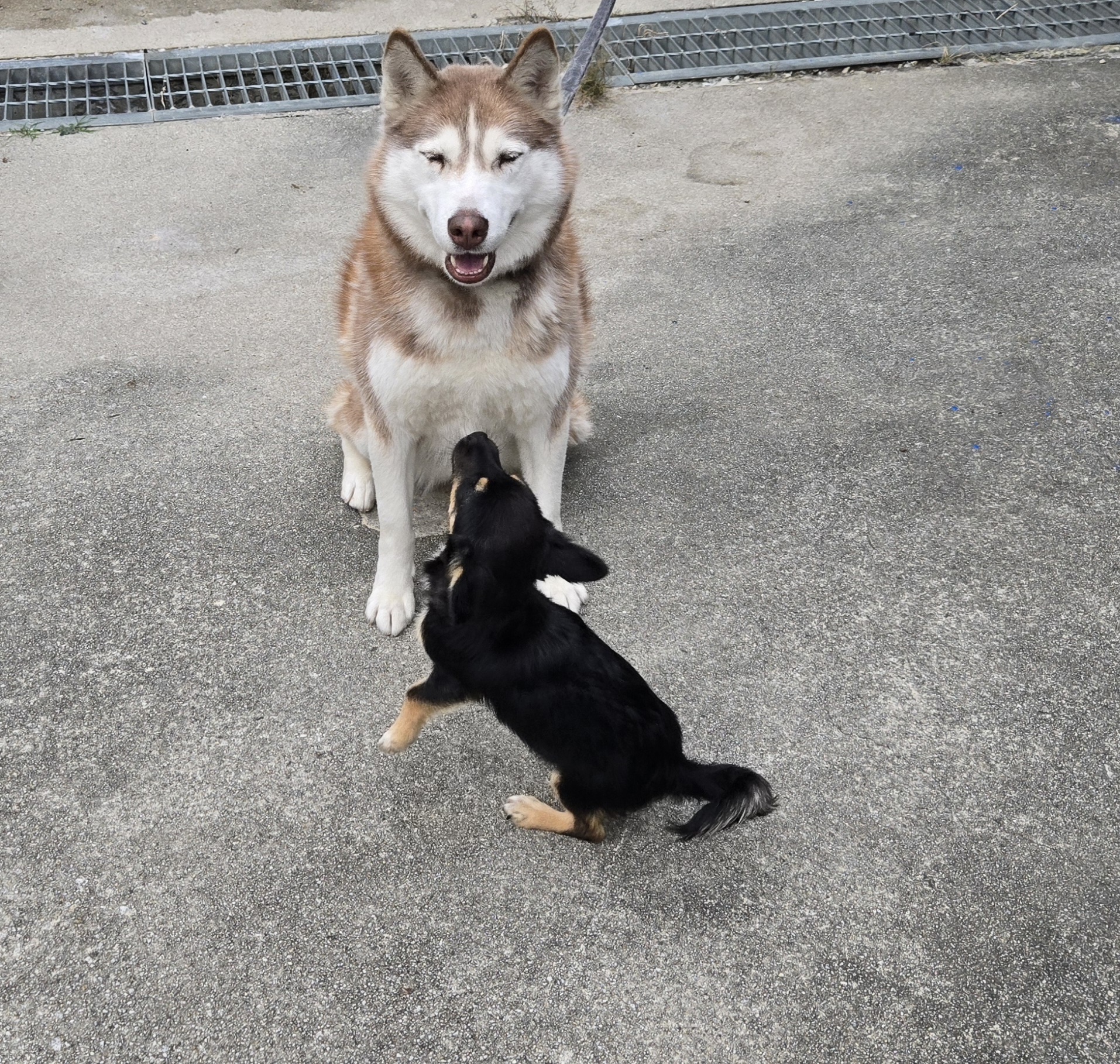 nokbeon.net-유기된 강아지-14번 이미지