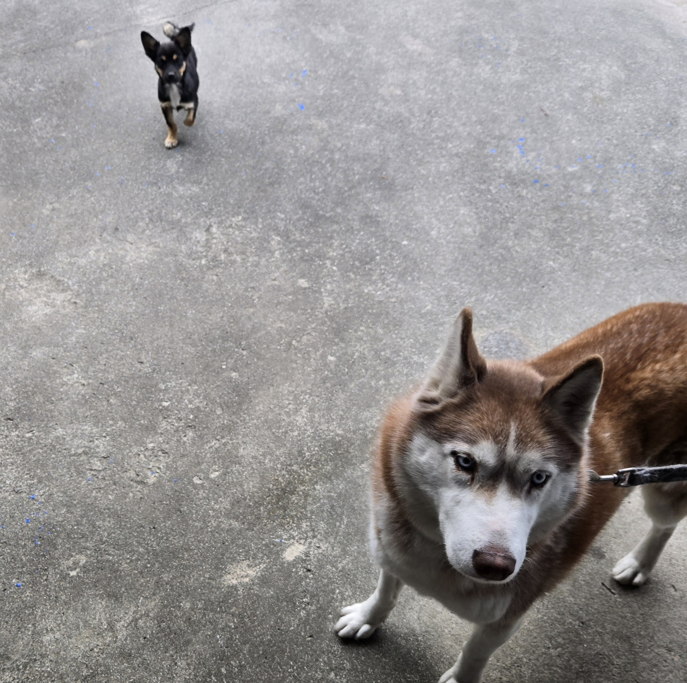 nokbeon.net-유기된 강아지-9번 이미지