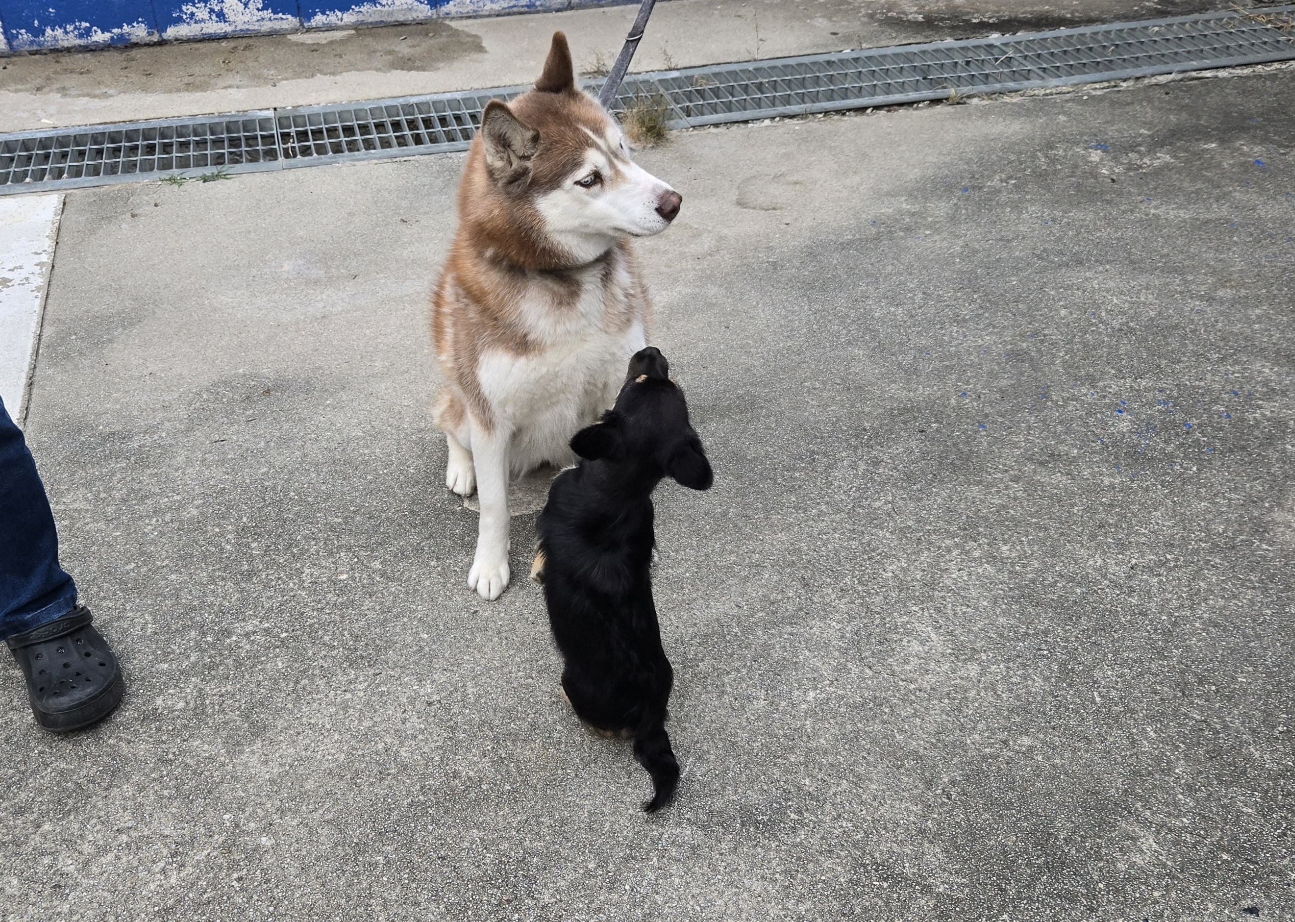 nokbeon.net-유기된 강아지-15번 이미지