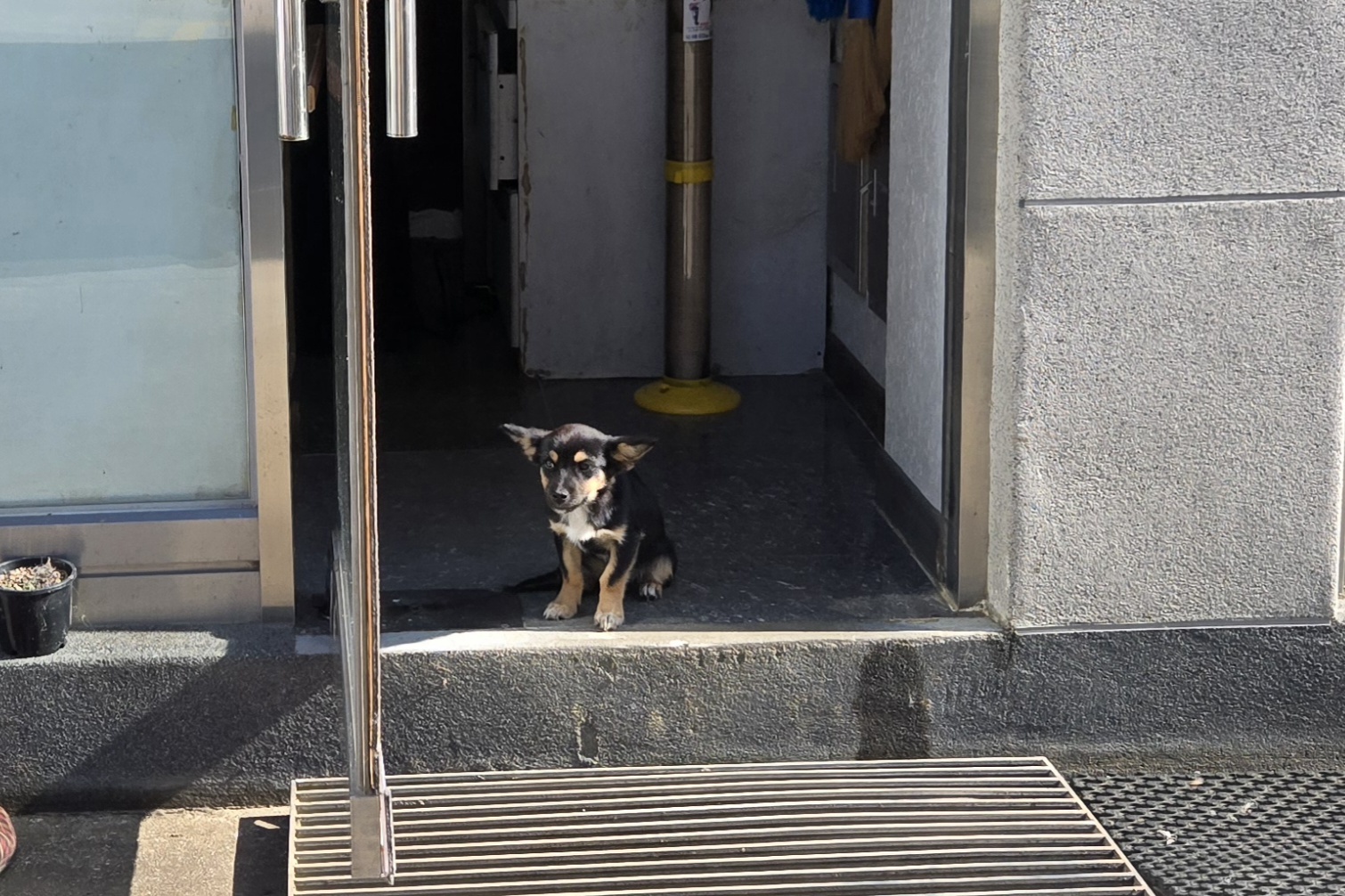 nokbeon.net-유기된 강아지-8번 이미지