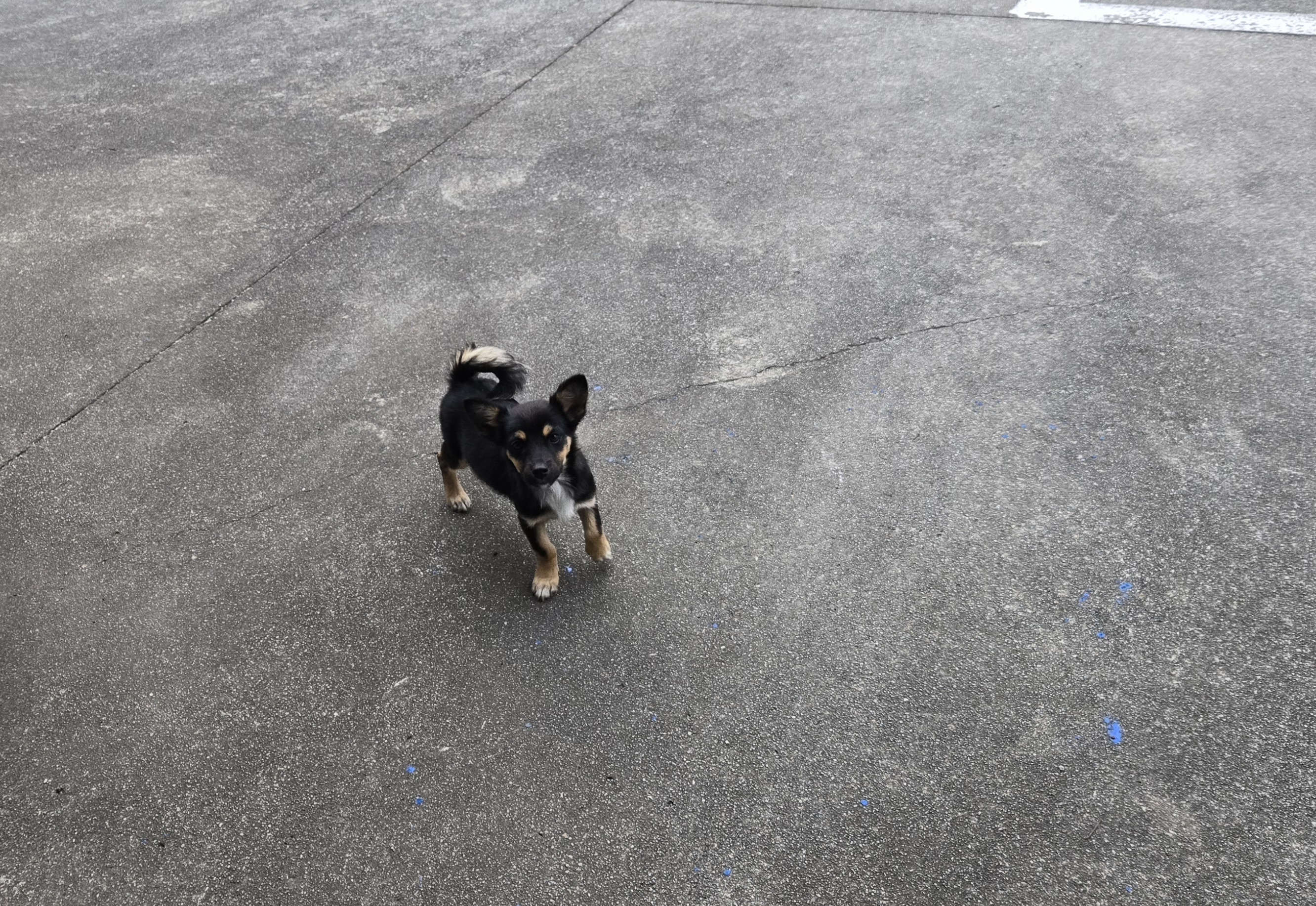 nokbeon.net-유기된 강아지-10번 이미지