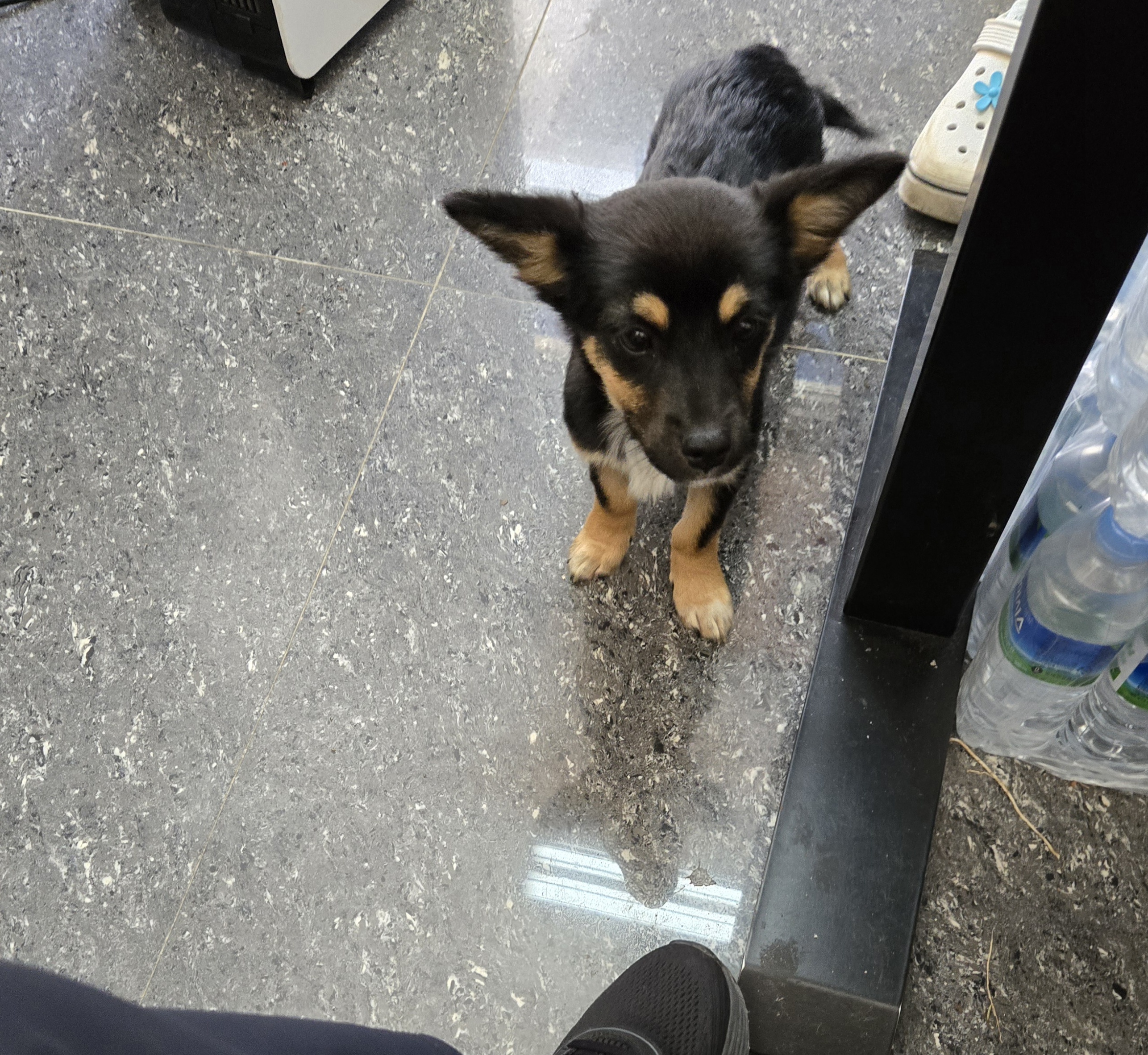 nokbeon.net-유기된 강아지-6번 이미지