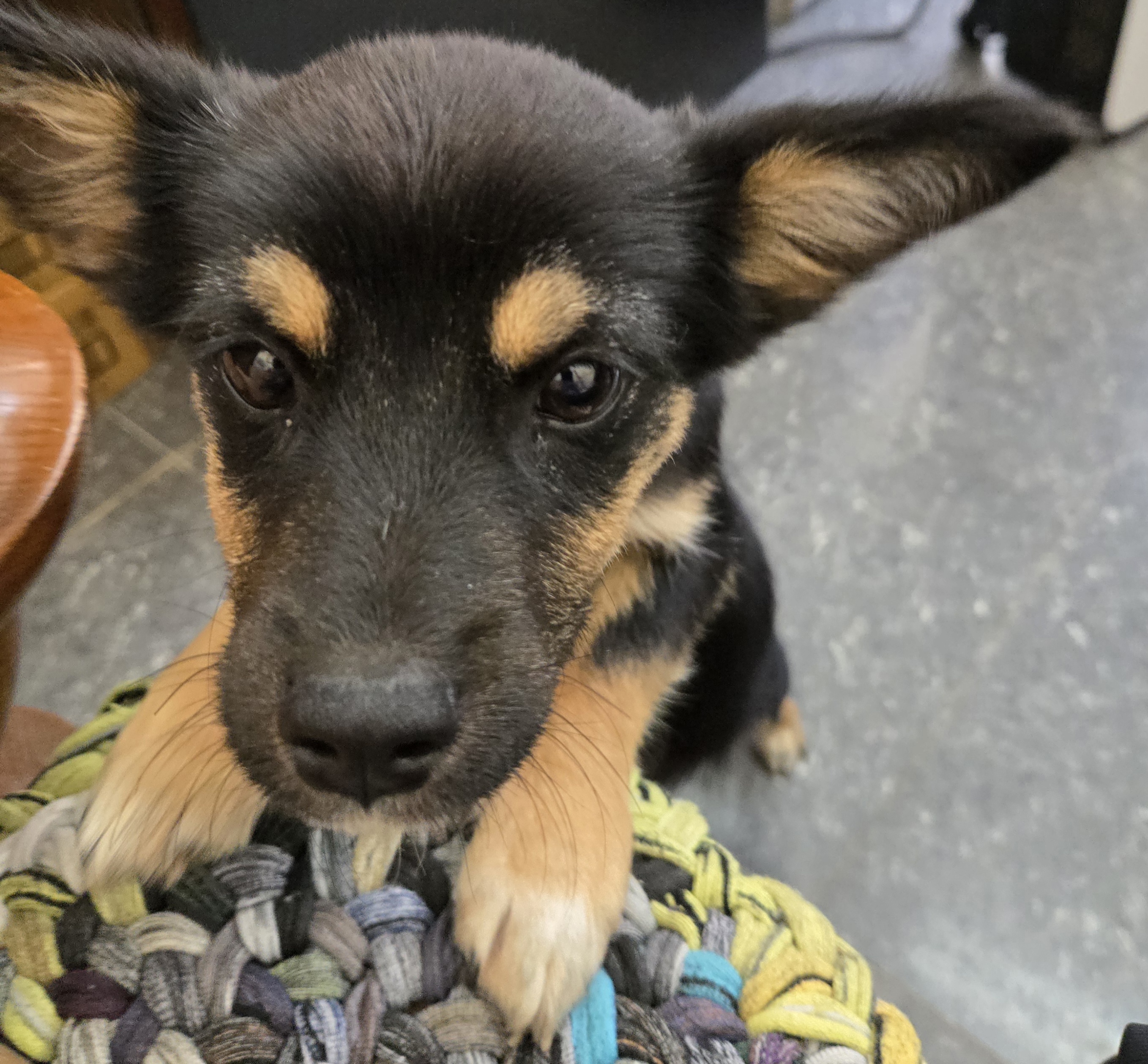 nokbeon.net-유기된 강아지-7번 이미지