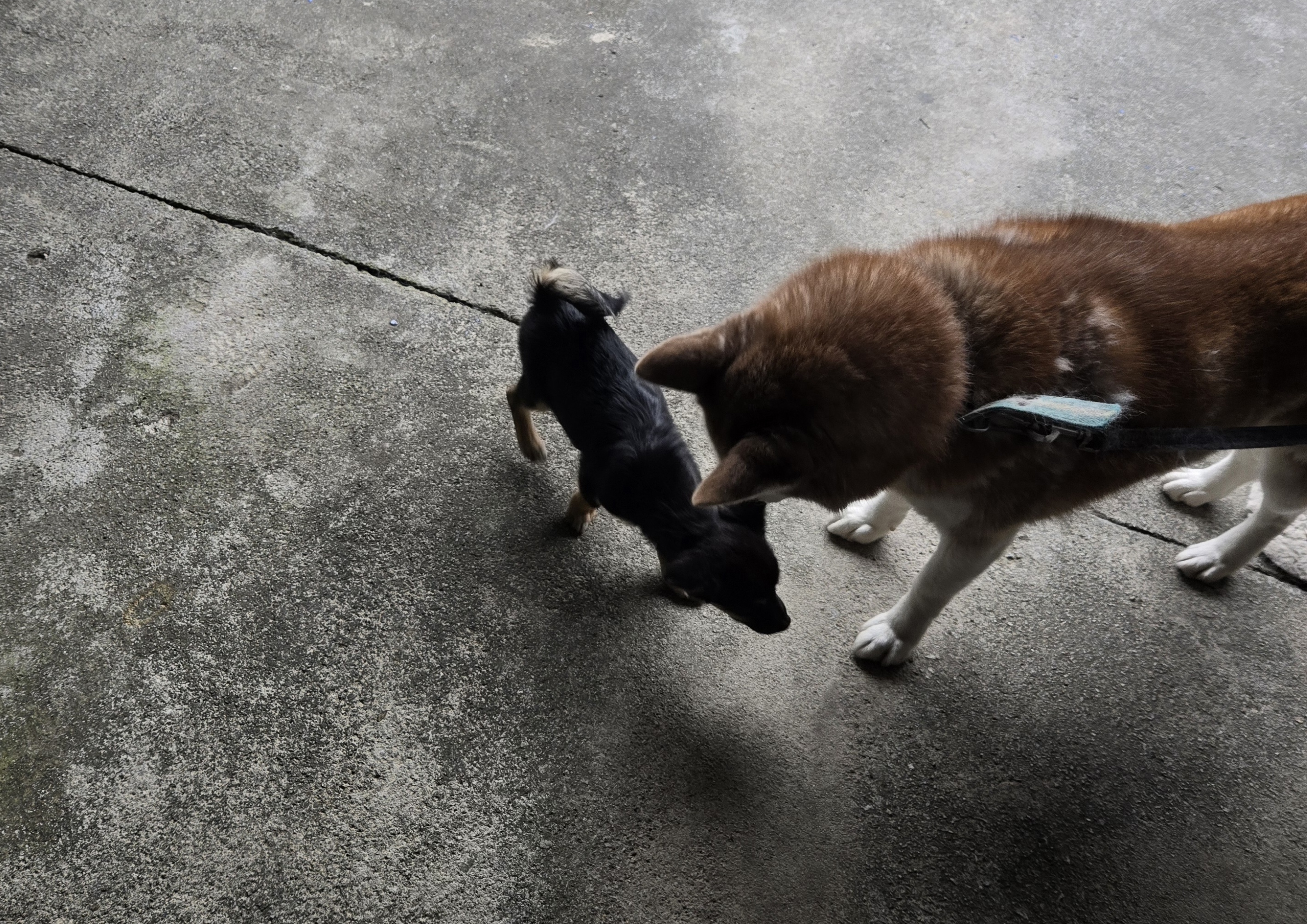 nokbeon.net-유기된 강아지-12번 이미지