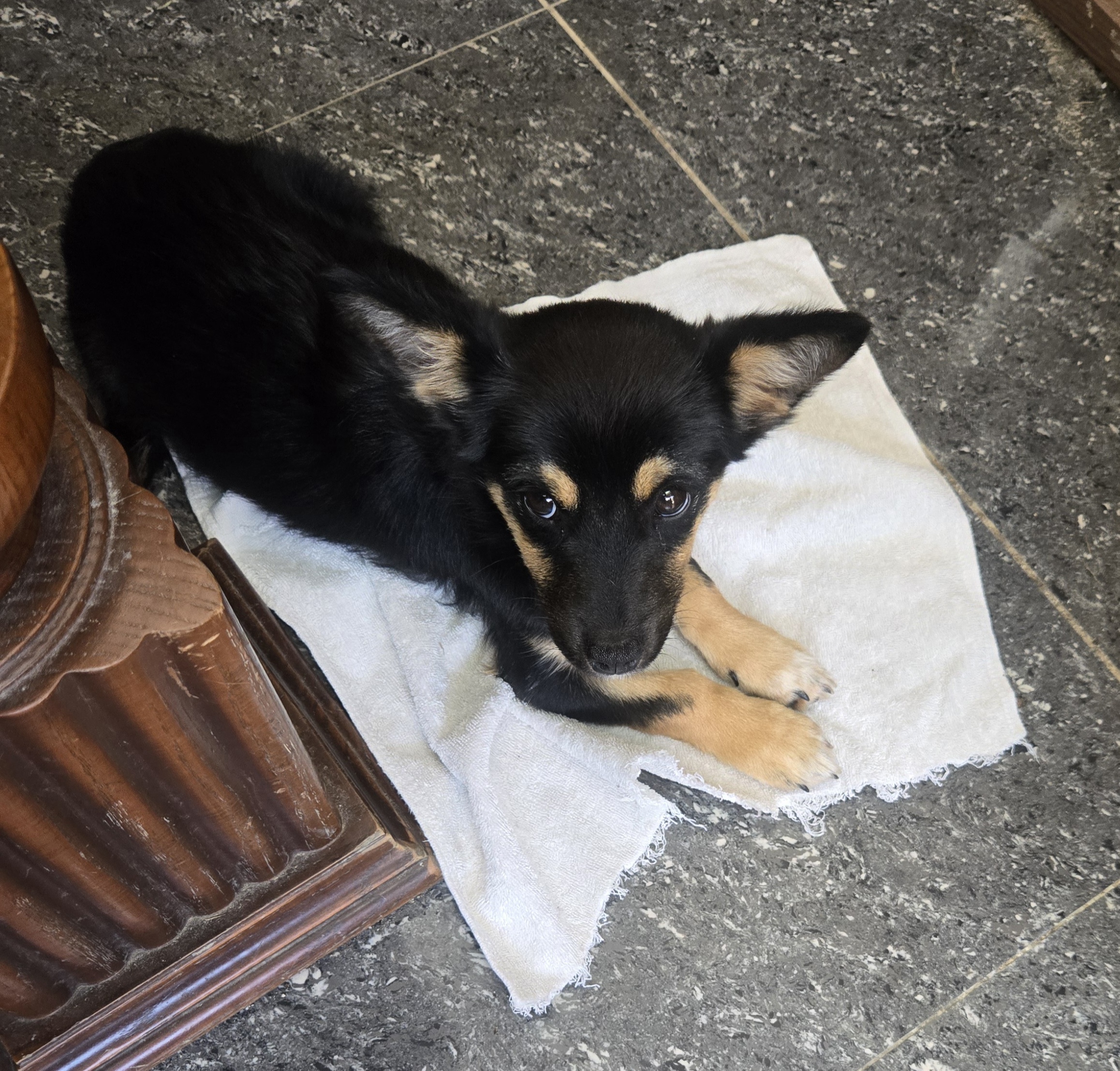 nokbeon.net-유기된 강아지-4번 이미지