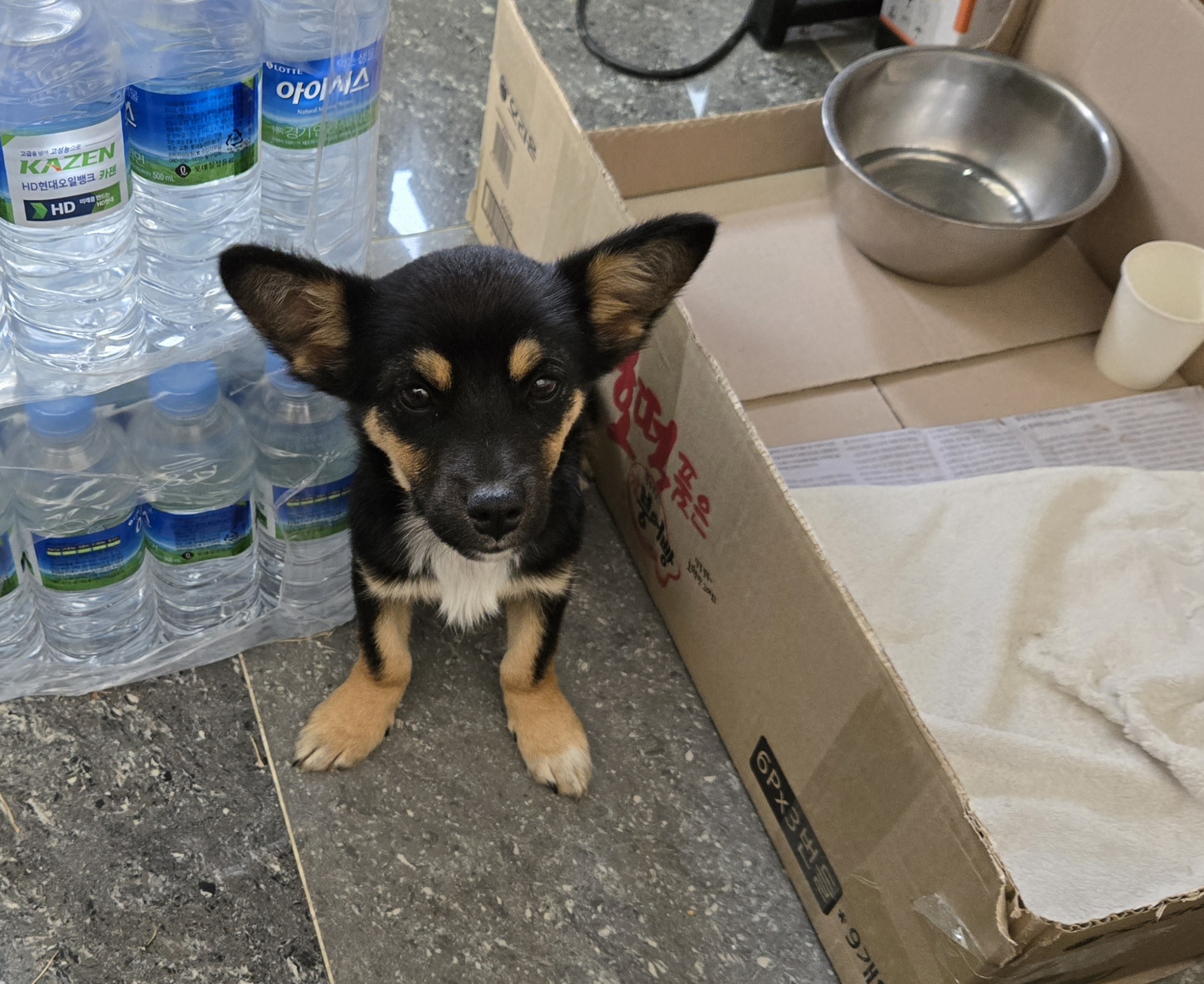 nokbeon.net-유기된 강아지-2번 이미지