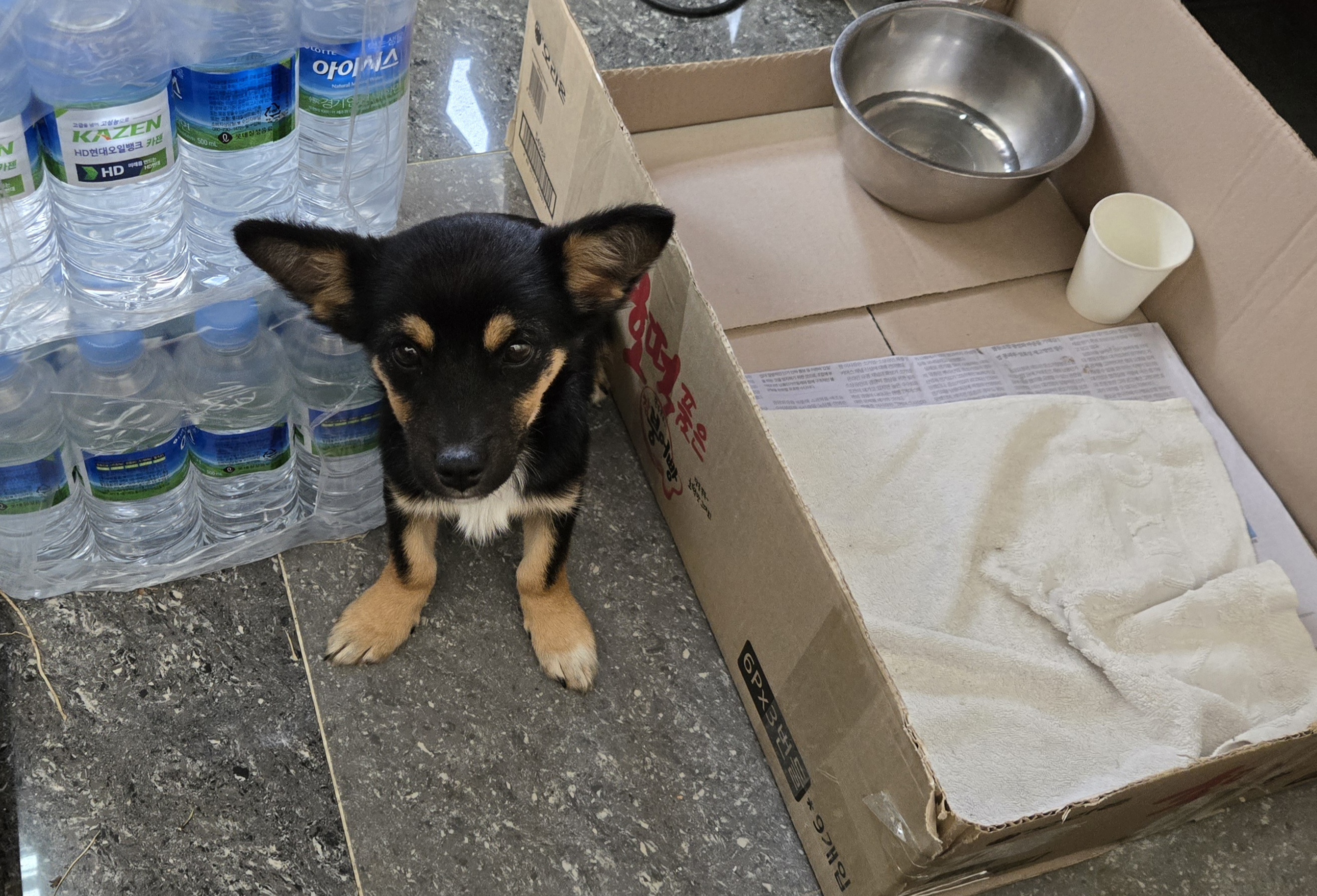 nokbeon.net-유기된 강아지-1번 이미지