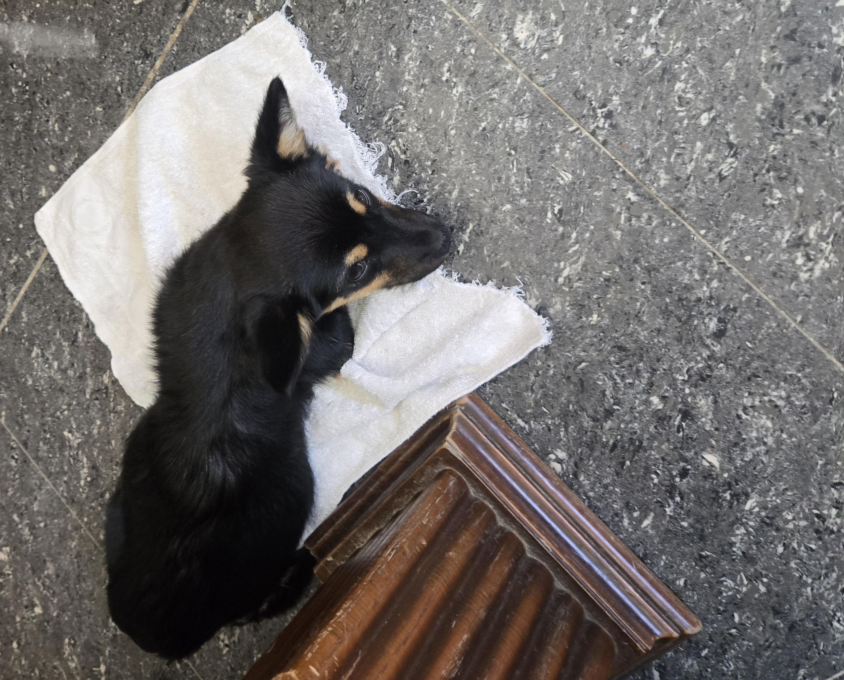 nokbeon.net-유기된 강아지-3번 이미지