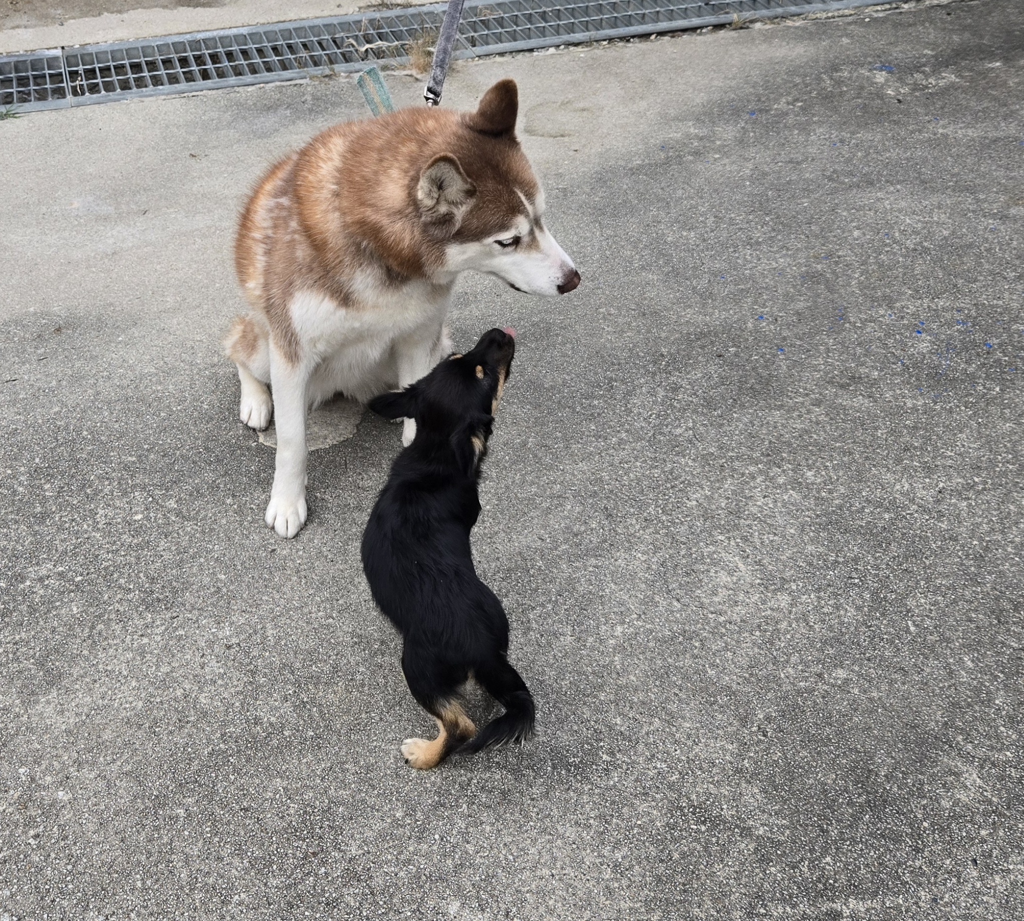 nokbeon.net-유기된 강아지-16번 이미지