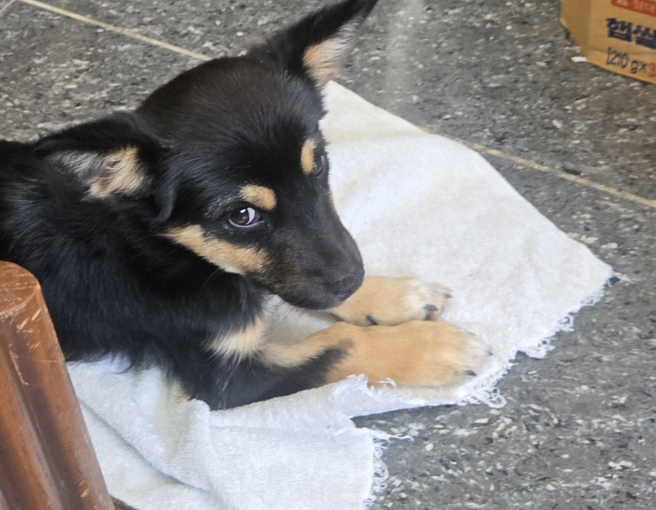 nokbeon.net-유기된 강아지-5번 이미지