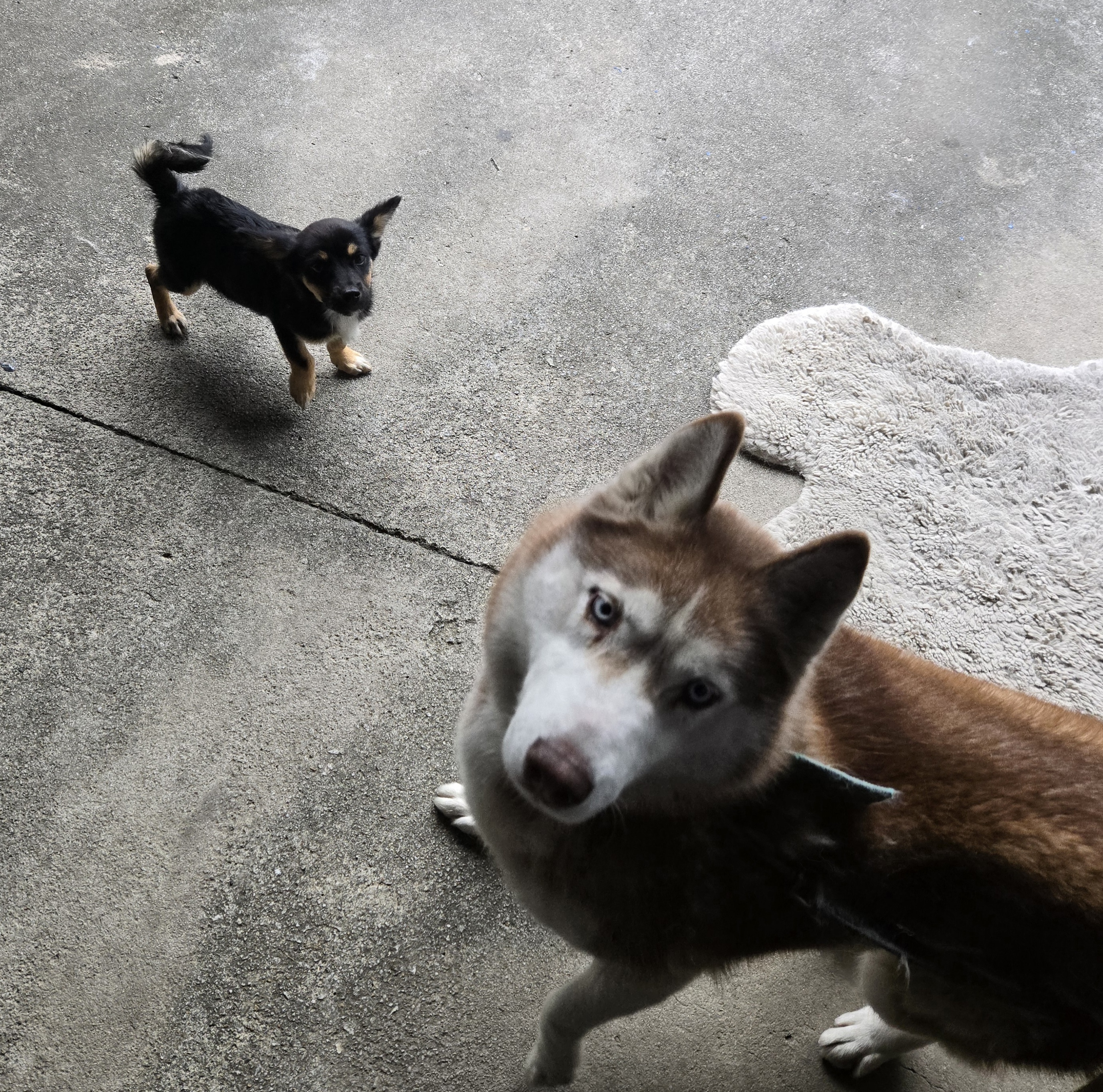 nokbeon.net-유기된 강아지-11번 이미지