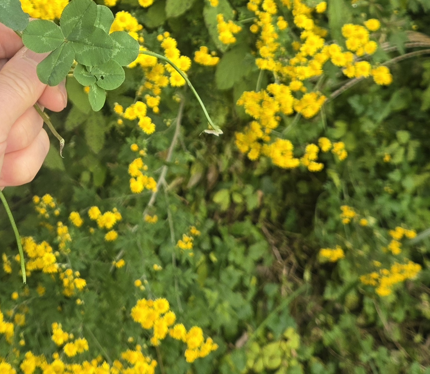 nokbeon.net-행복도 행운도 드려요!-6번 이미지