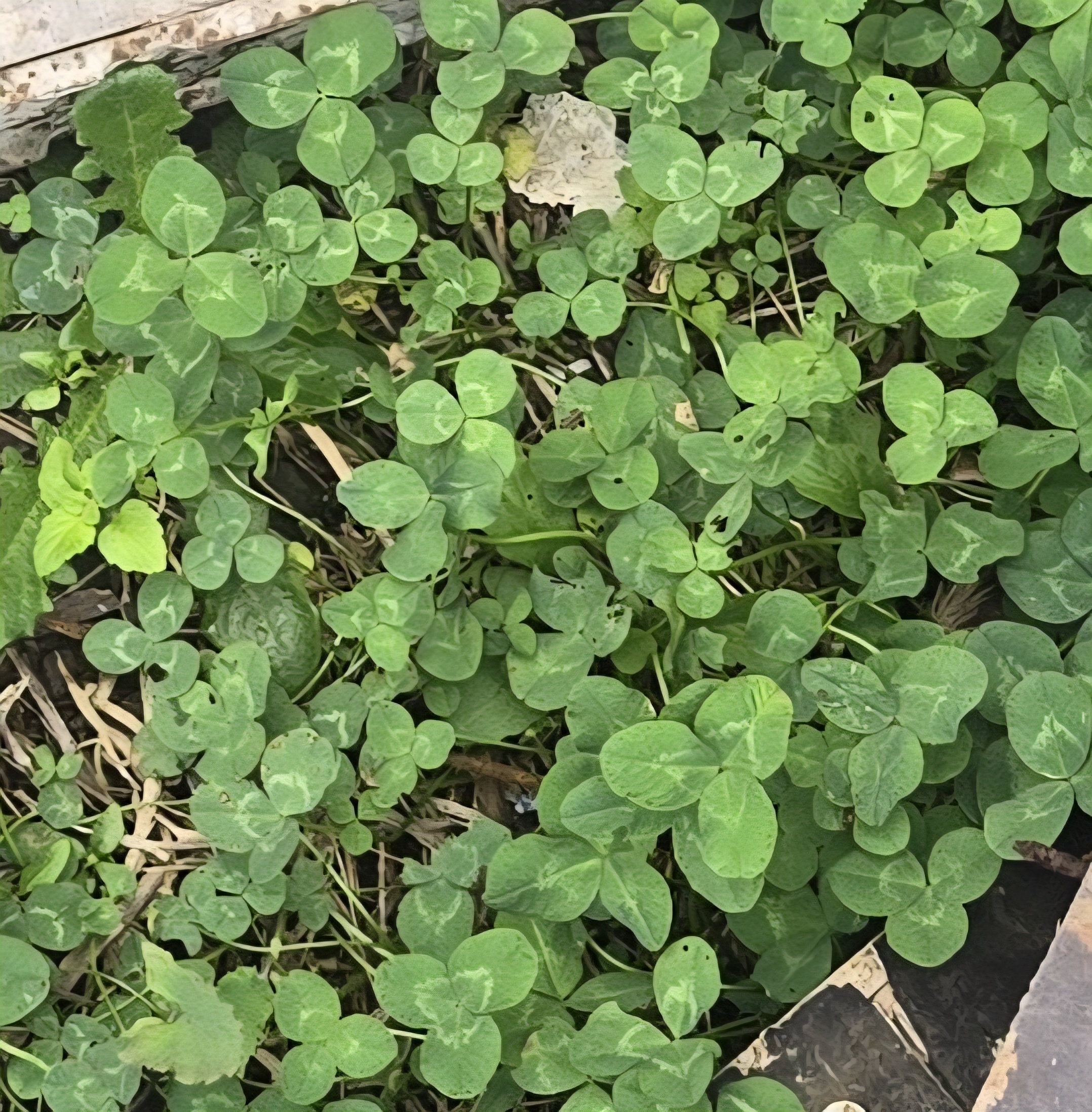 nokbeon.net-행복도 행운도 드려요!-2번 이미지