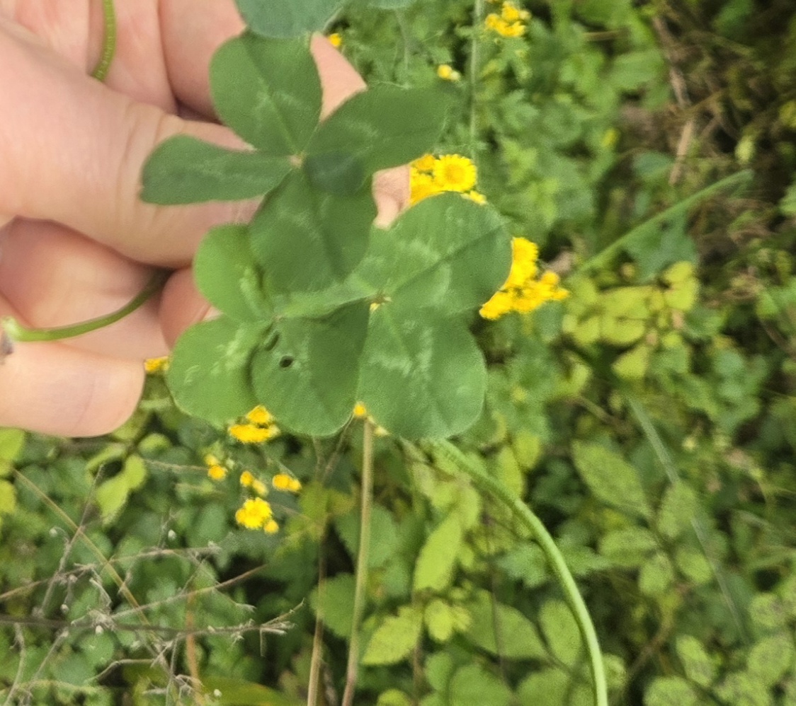 nokbeon.net-행복도 행운도 드려요!-3번 이미지