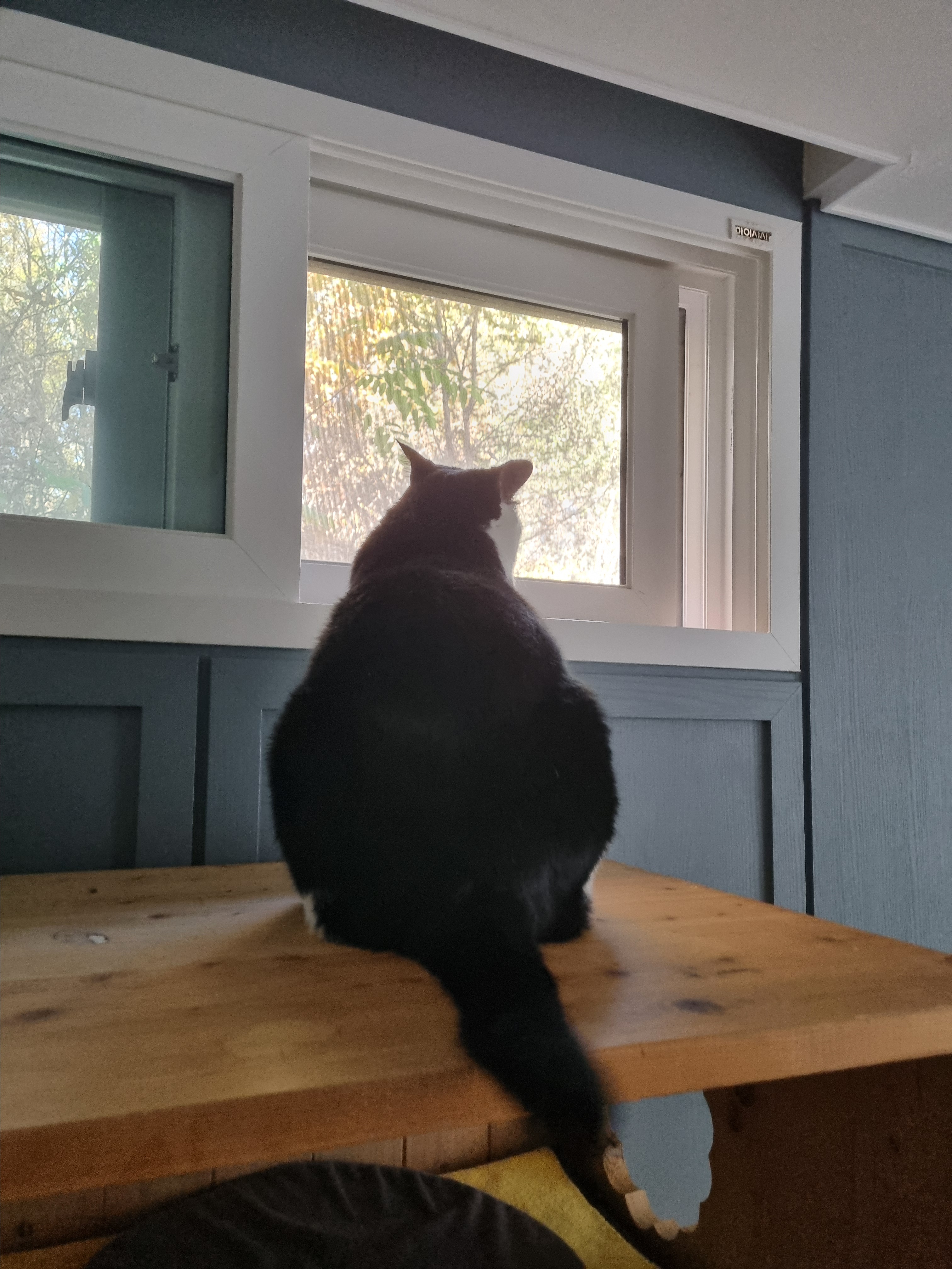 nokbeon.net-사색하는 고냥이~♡-1번 이미지