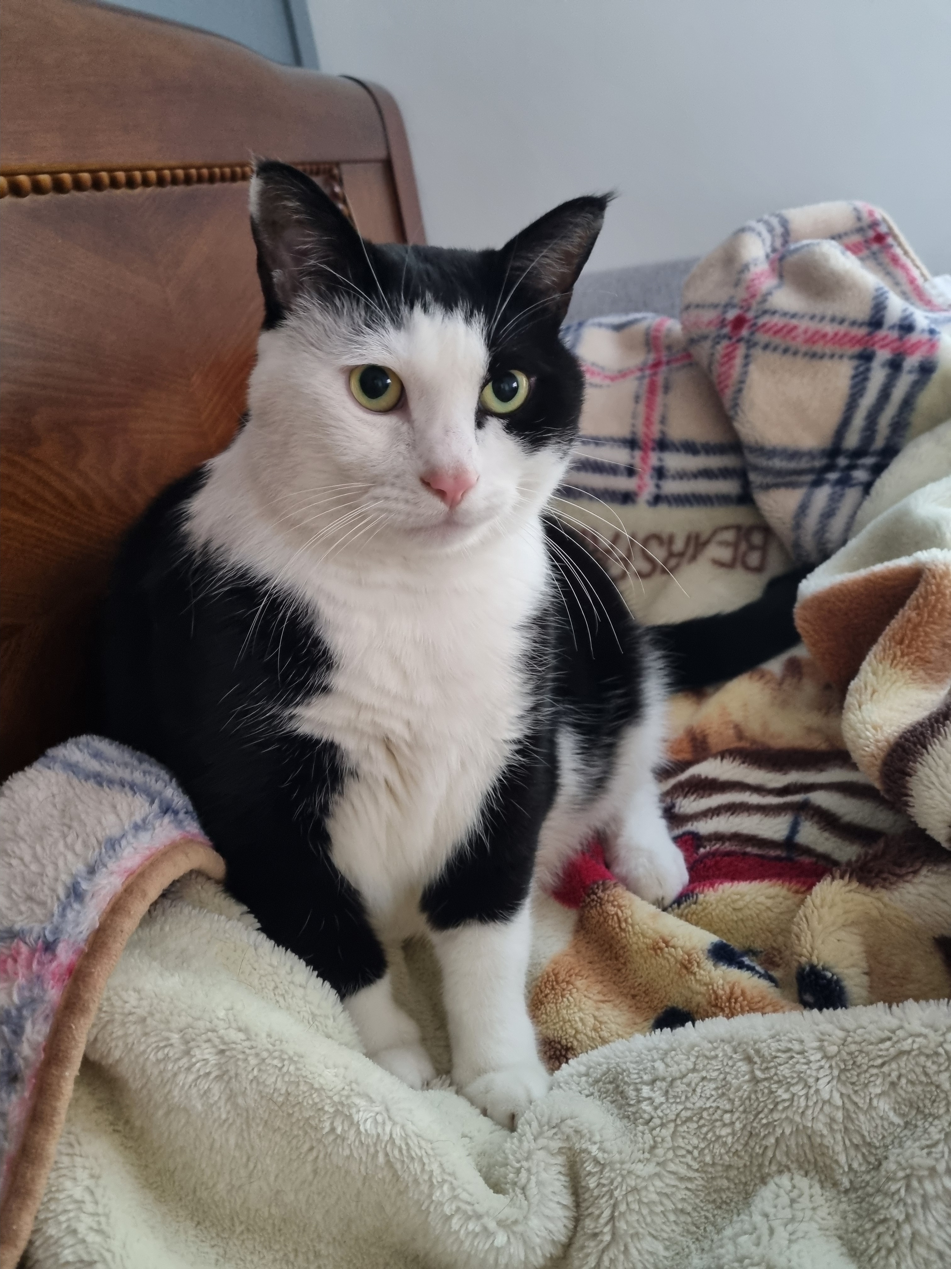 nokbeon.net-사색하는 고냥이~♡-3번 이미지