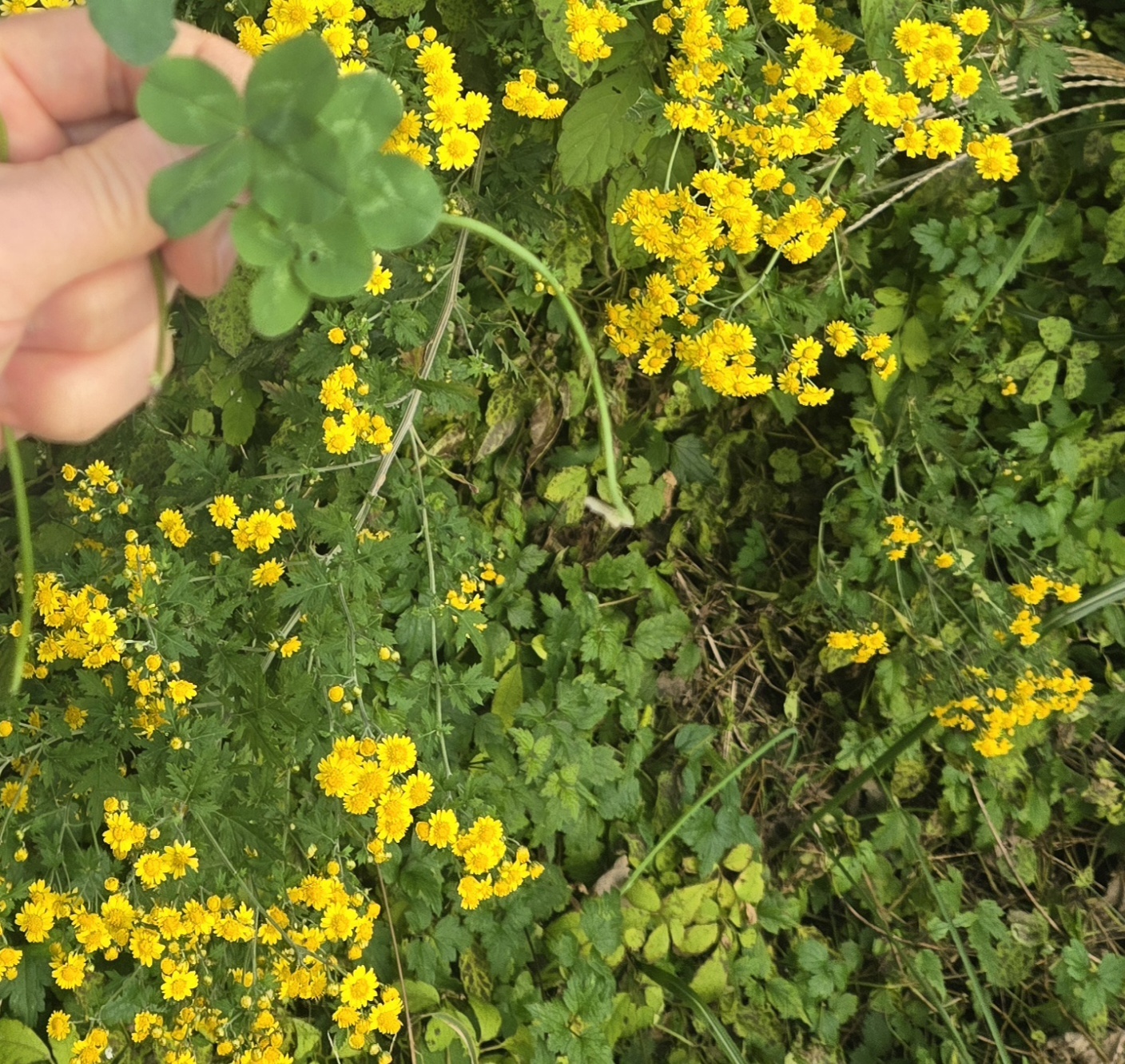 nokbeon.net-행복도 행운도 드려요!-8번 이미지