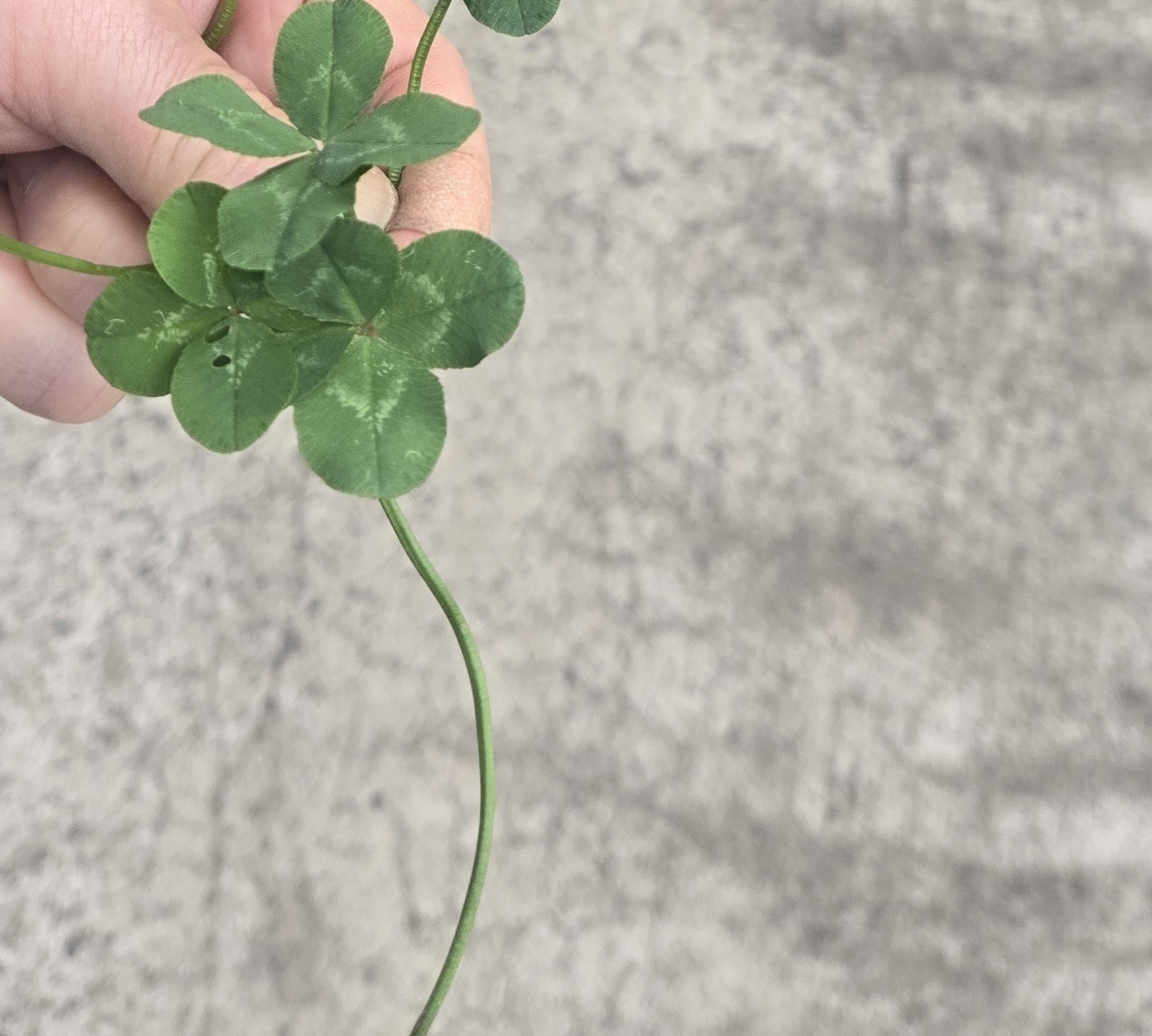 nokbeon.net-행복도 행운도 드려요!-5번 이미지