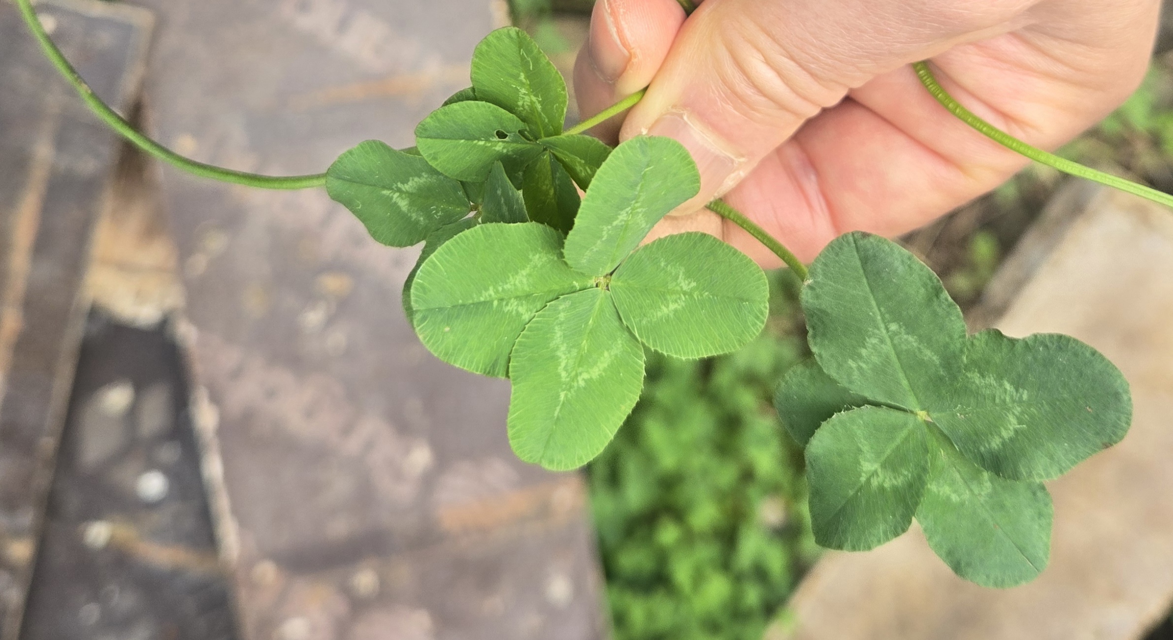 nokbeon.net-행복도 행운도 드려요!-1번 이미지