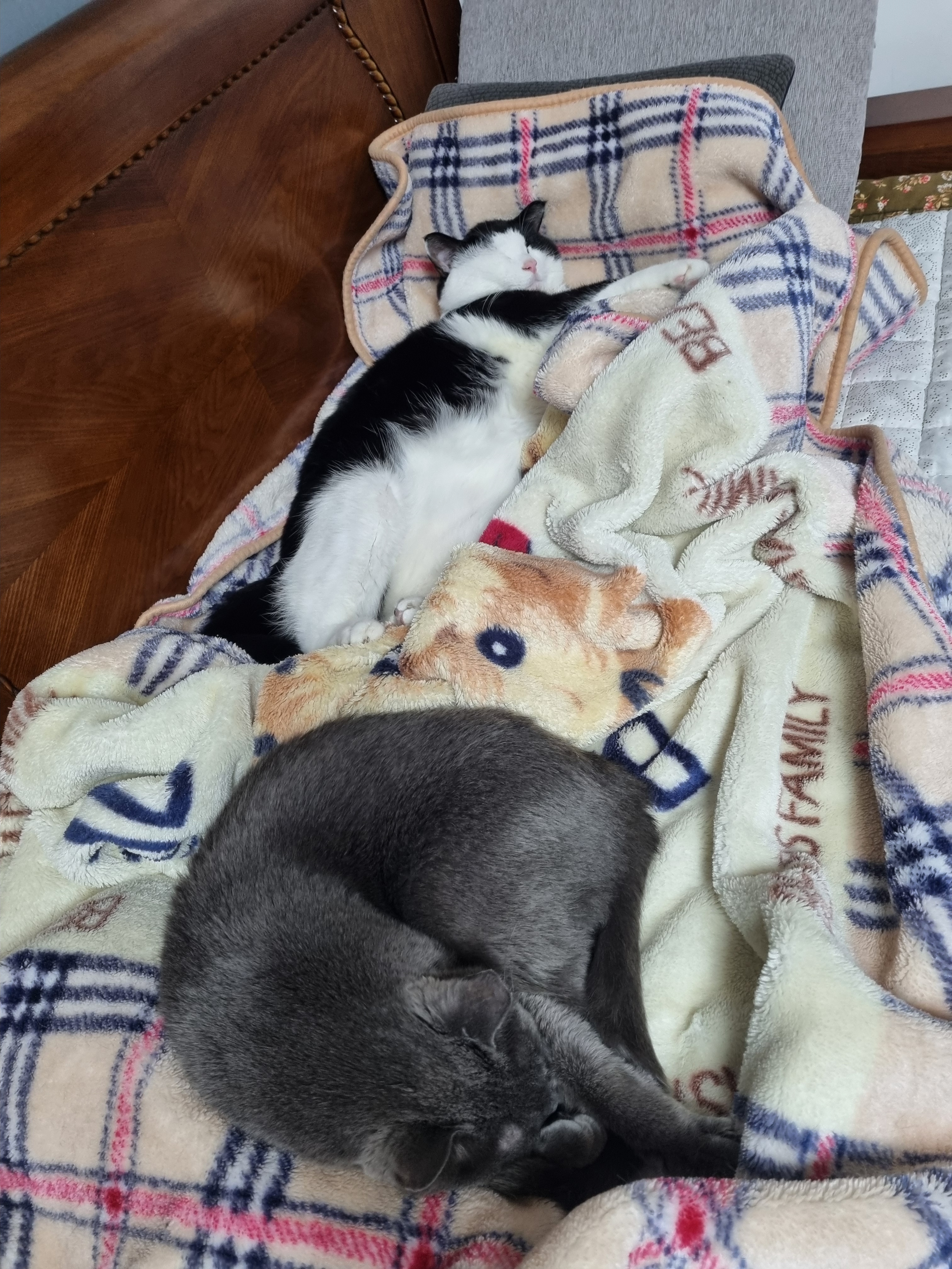 nokbeon.net-사색하는 고냥이~♡-6번 이미지