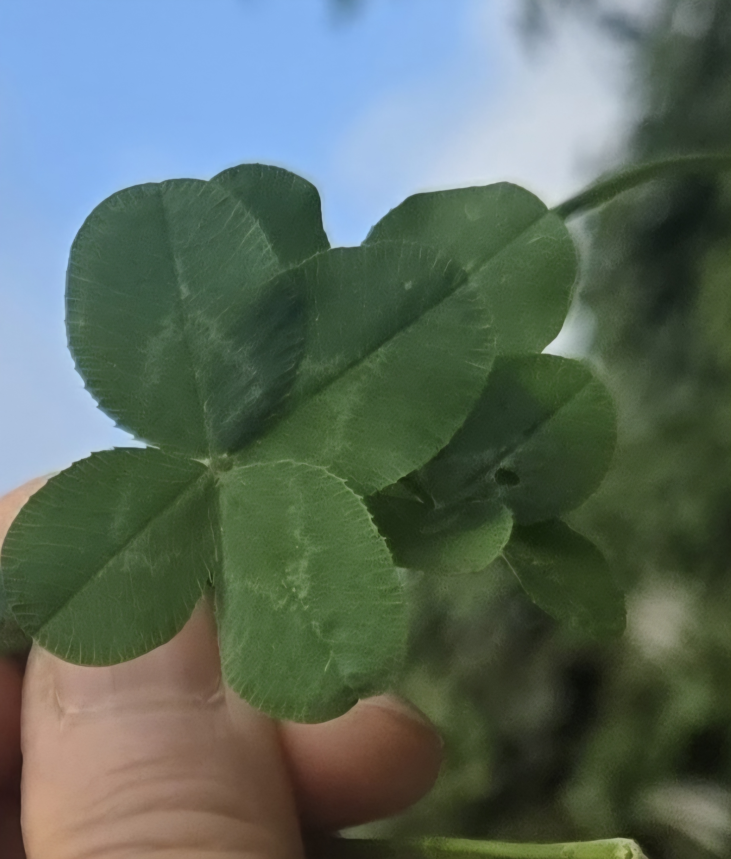 nokbeon.net-행복도 행운도 드려요!-7번 이미지