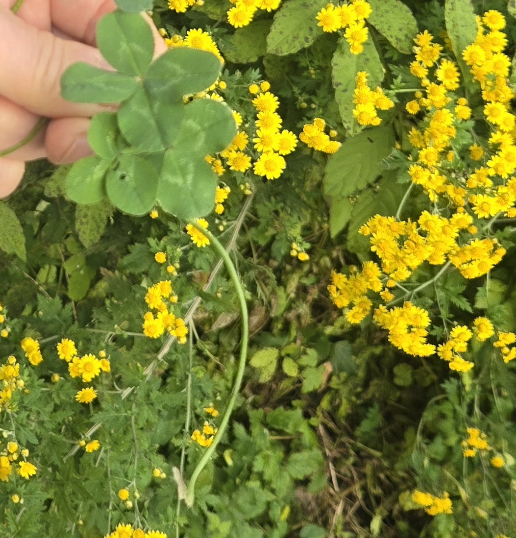 nokbeon.net-행복도 행운도 드려요!-4번 이미지